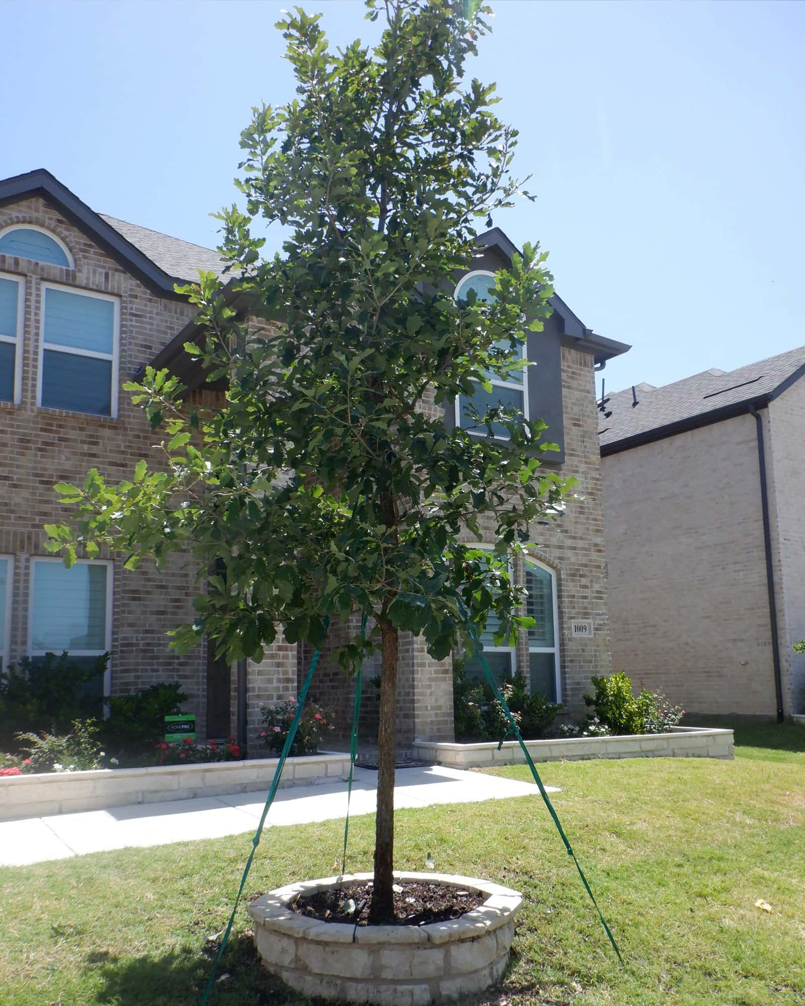 Lacey Oak - Image 4
