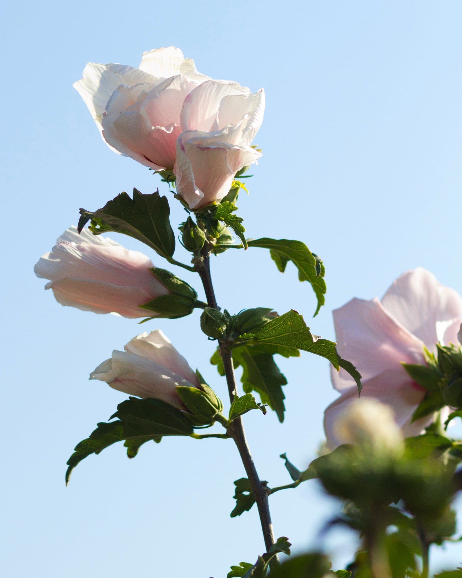 Lady Stanley Althea Tree Form - view 2