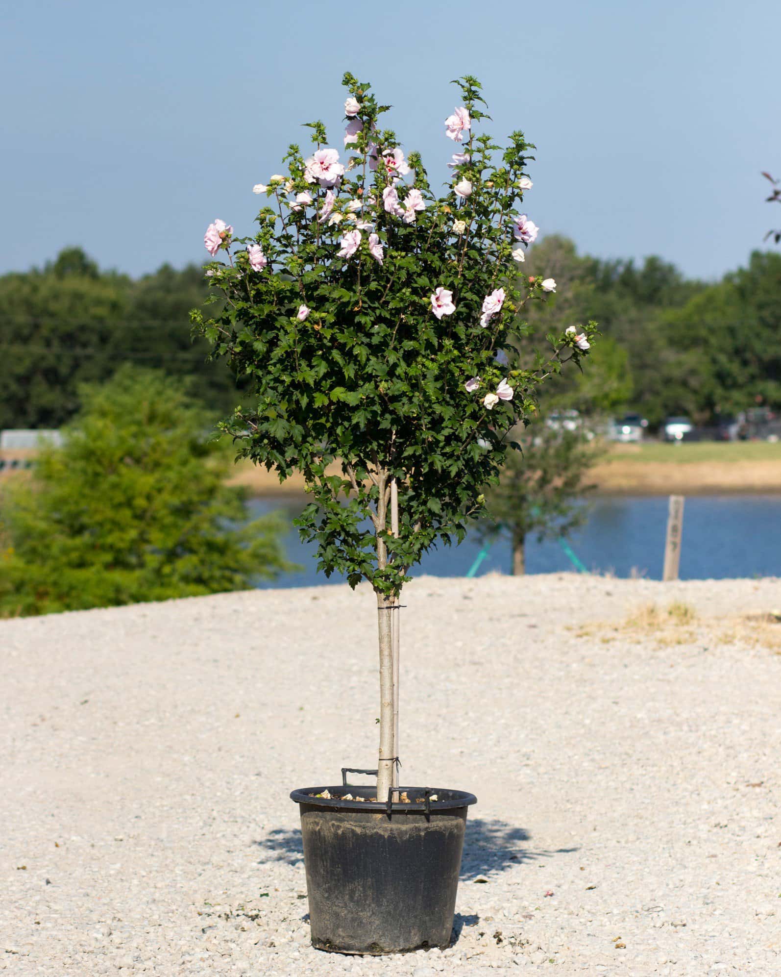 Lady Stanley Althea Tree Form - Image 2