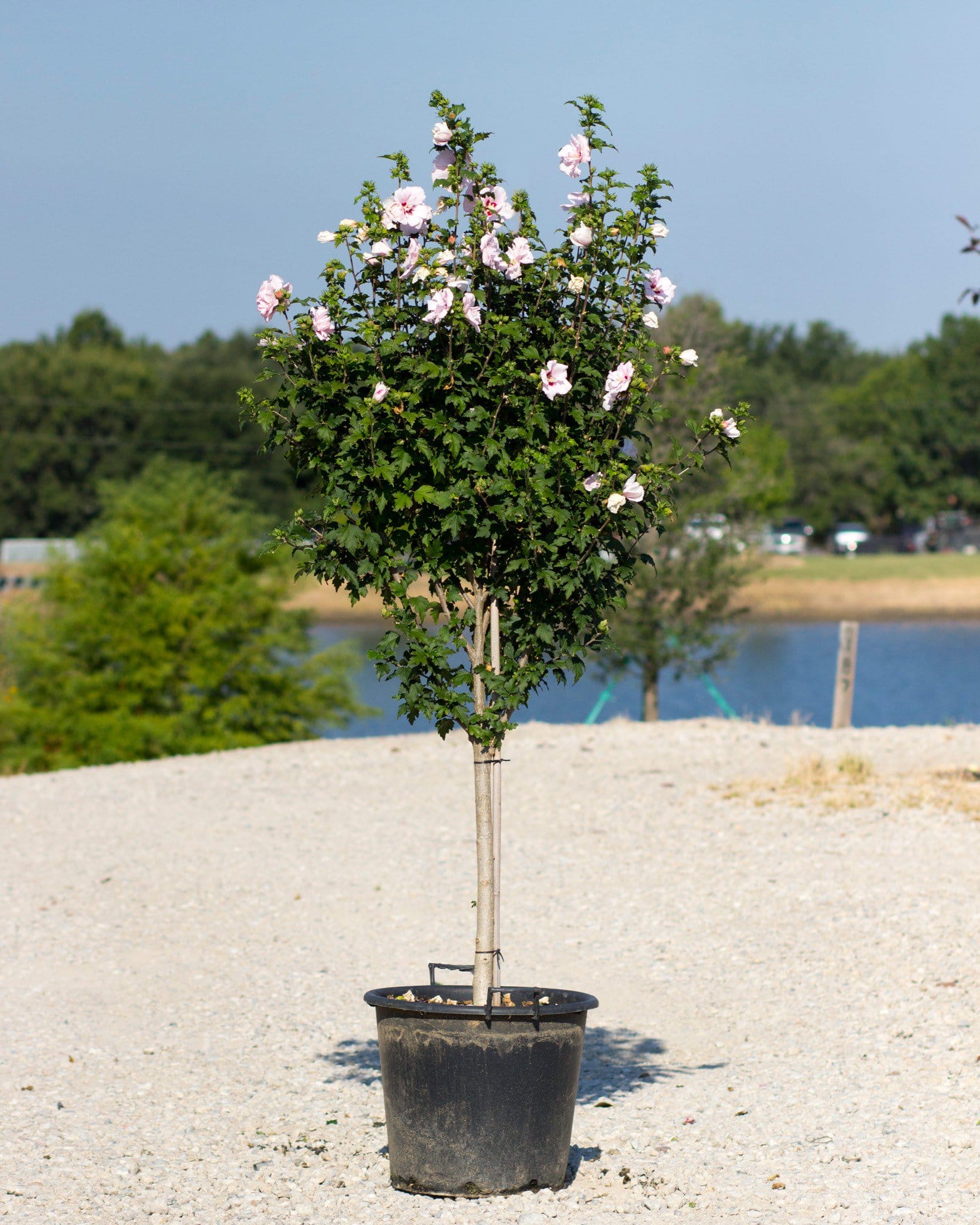 Lady Stanley Althea Tree Form - view 3