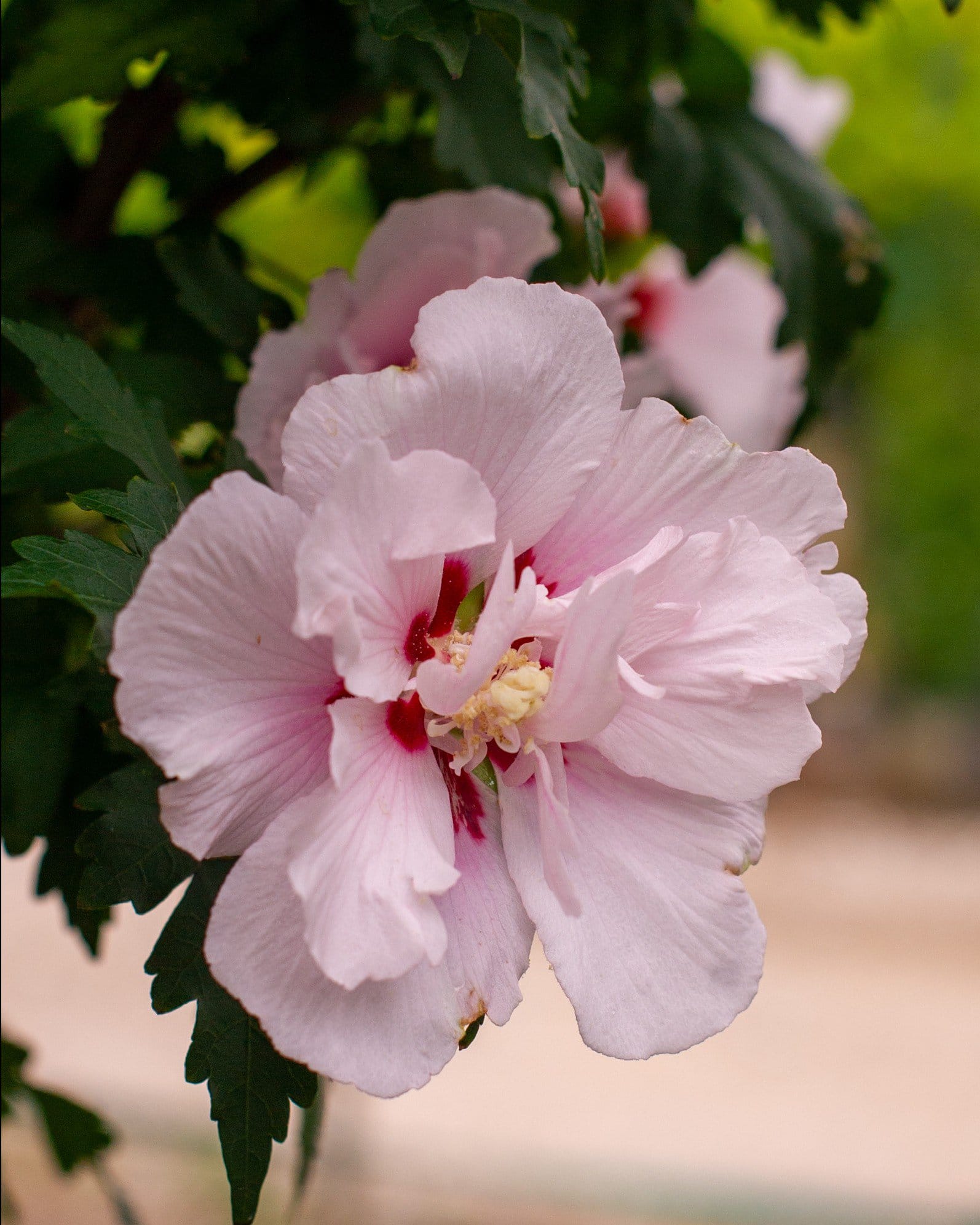 Lady Stanley Althea Tree Form - view 4