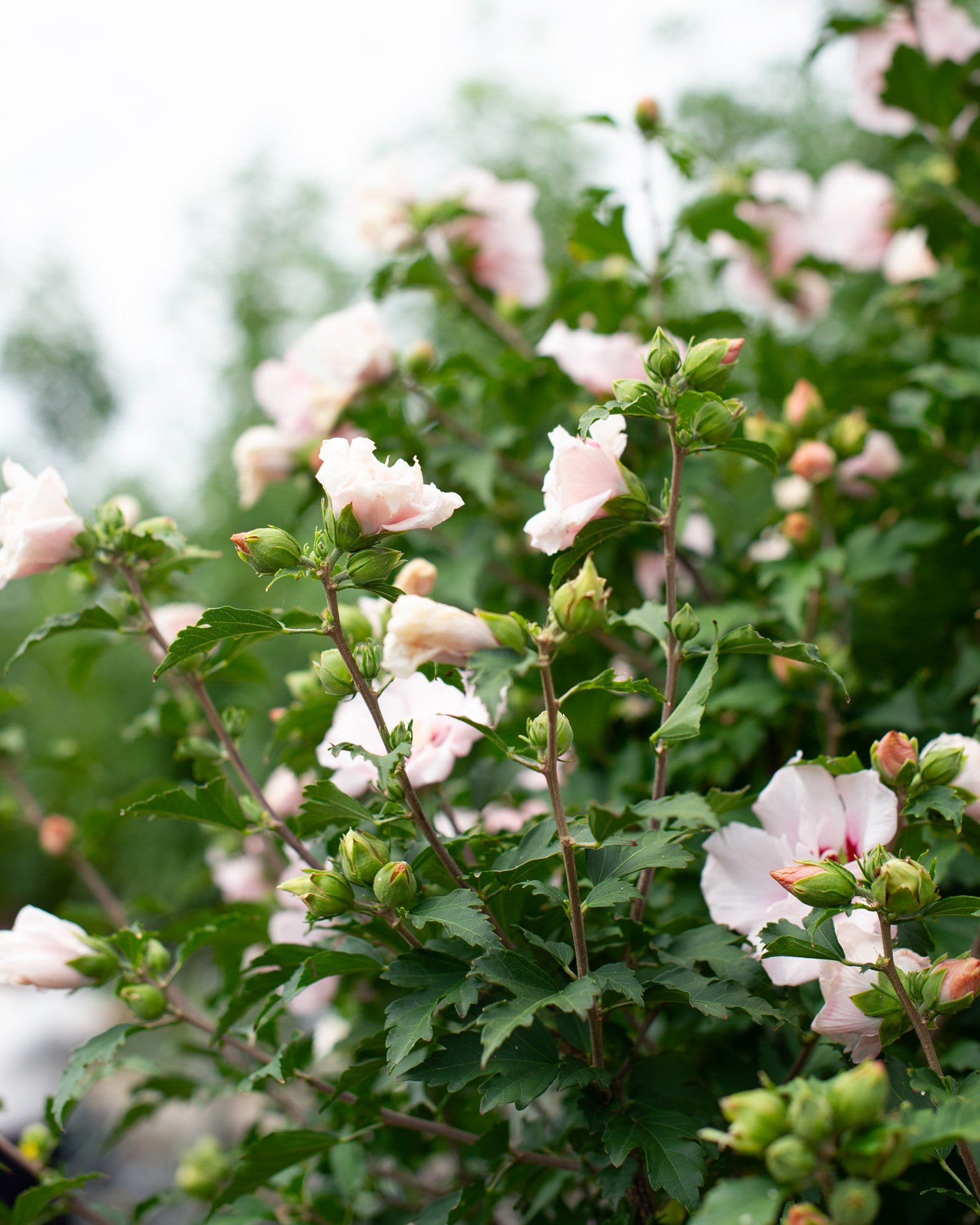 Lady Stanley Althea Tree Form - view 5