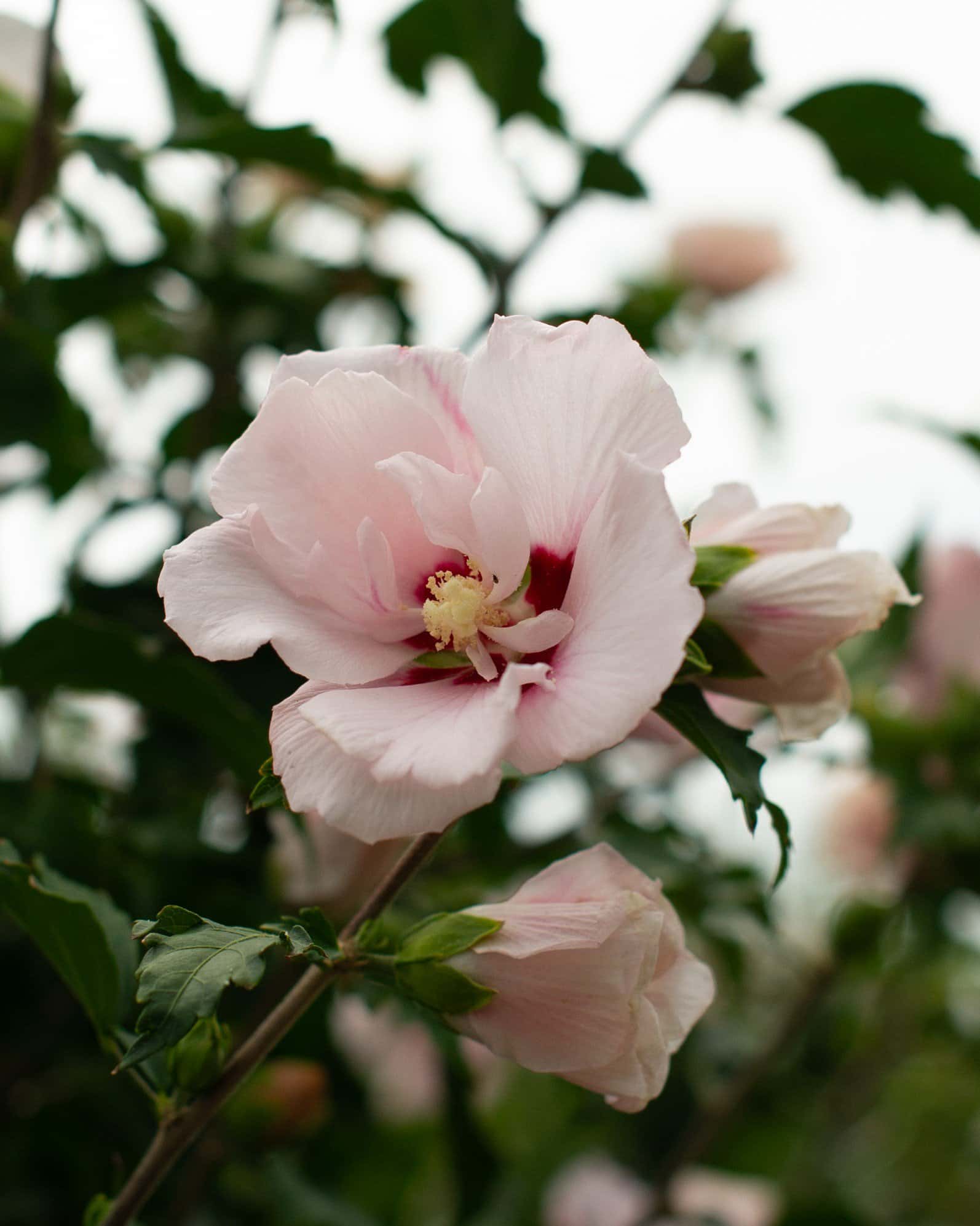 Lady Stanley Althea Tree Form - Image 5