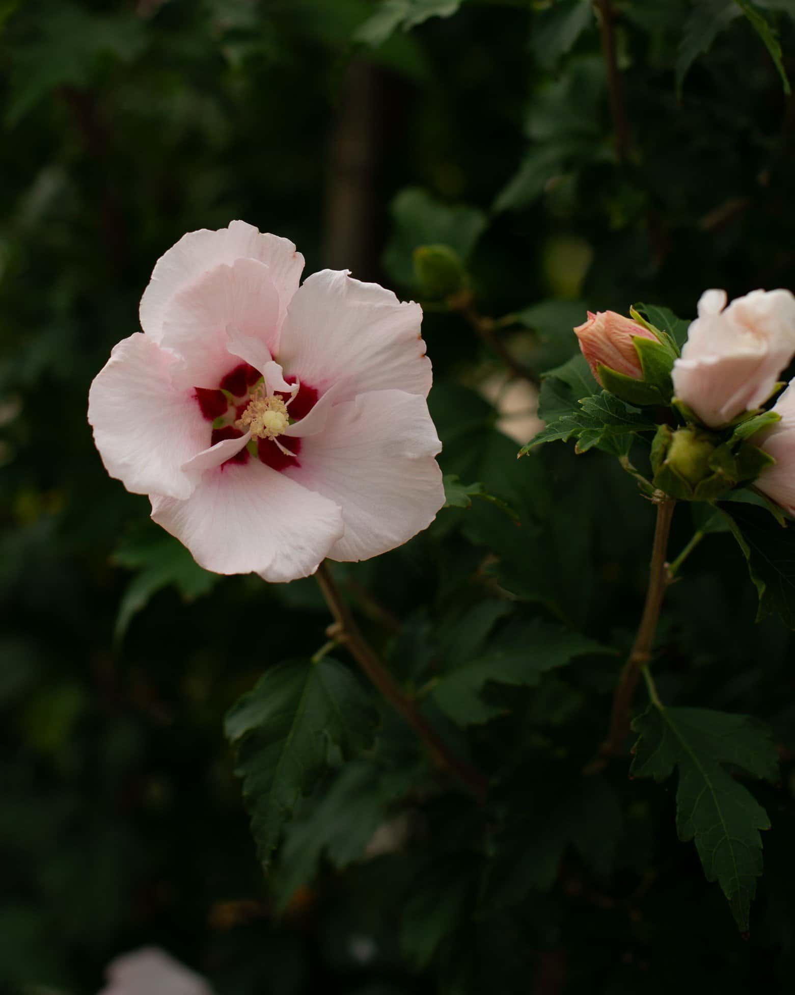 Lady Stanley Althea Tree Form - Image 6