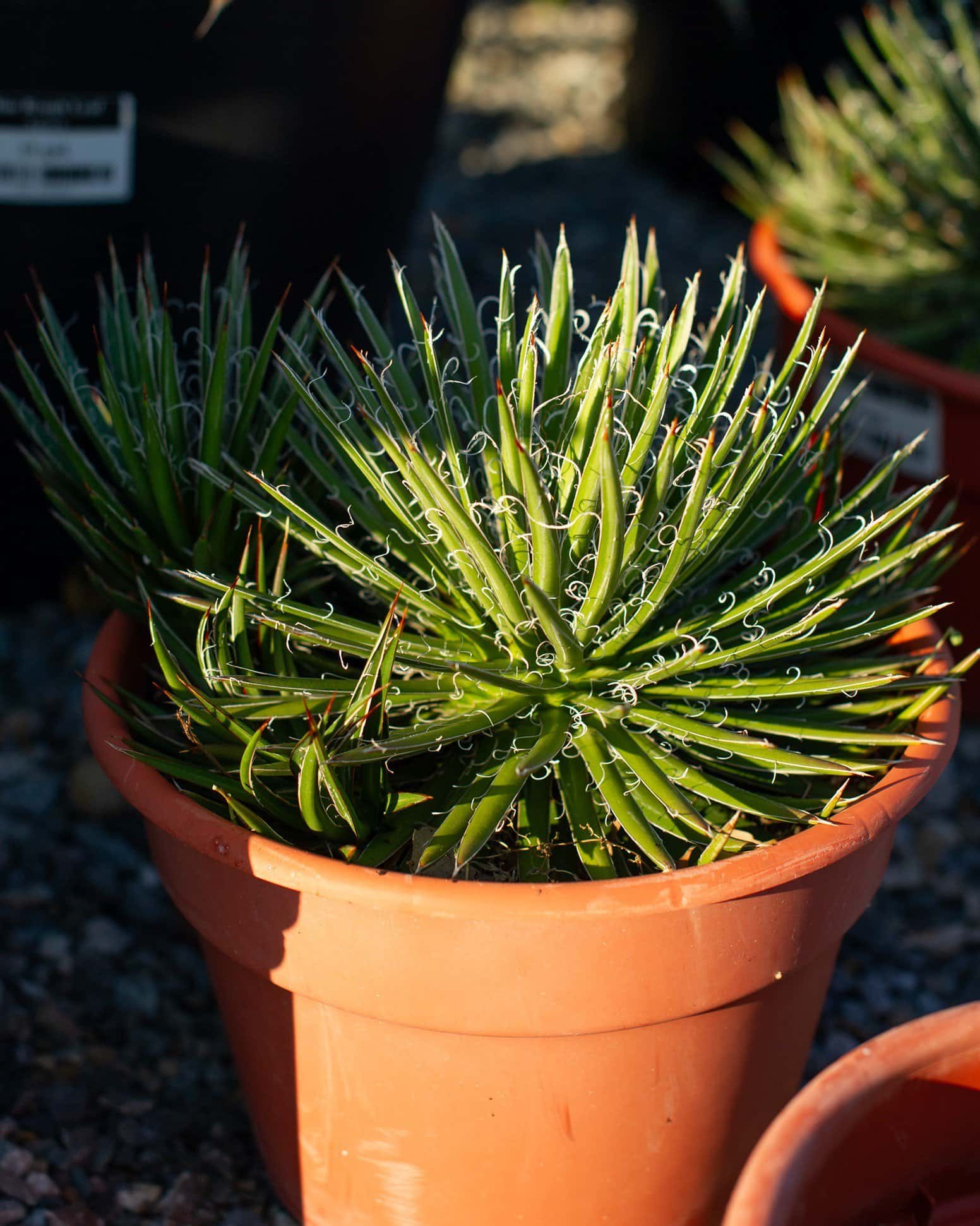Leopold Agave - Main Image