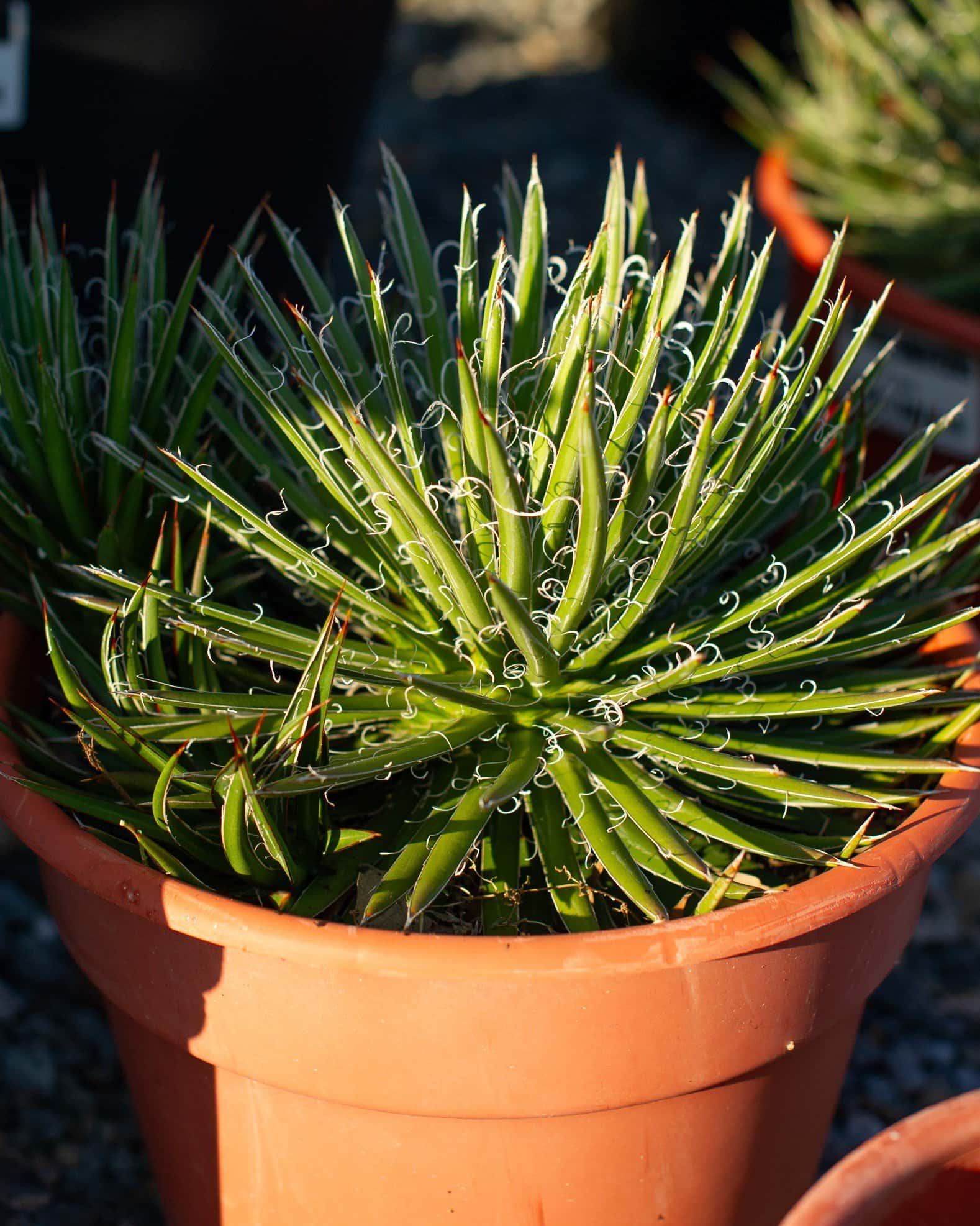 Leopold Agave - Image 1