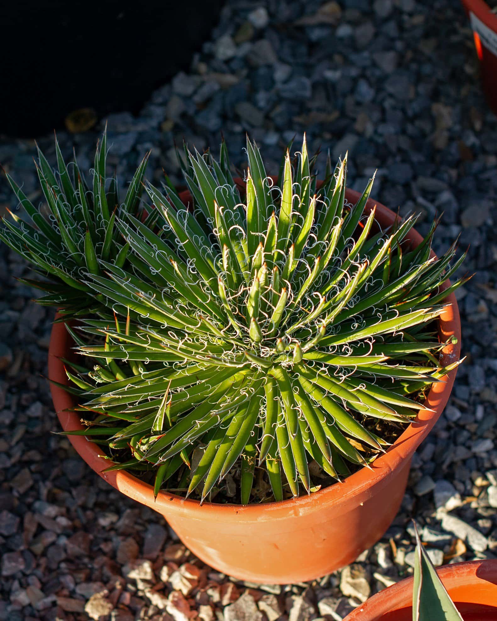 Leopold Agave - Image 2