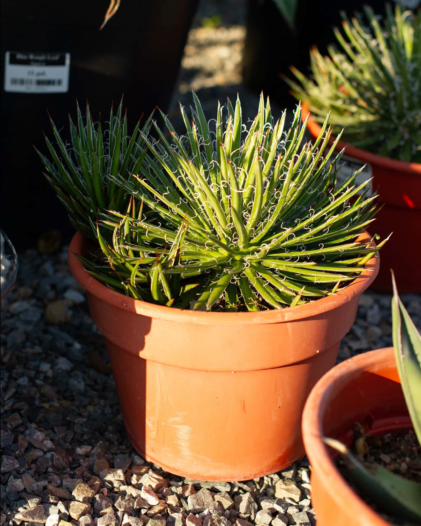 Leopold Agave - Image 3