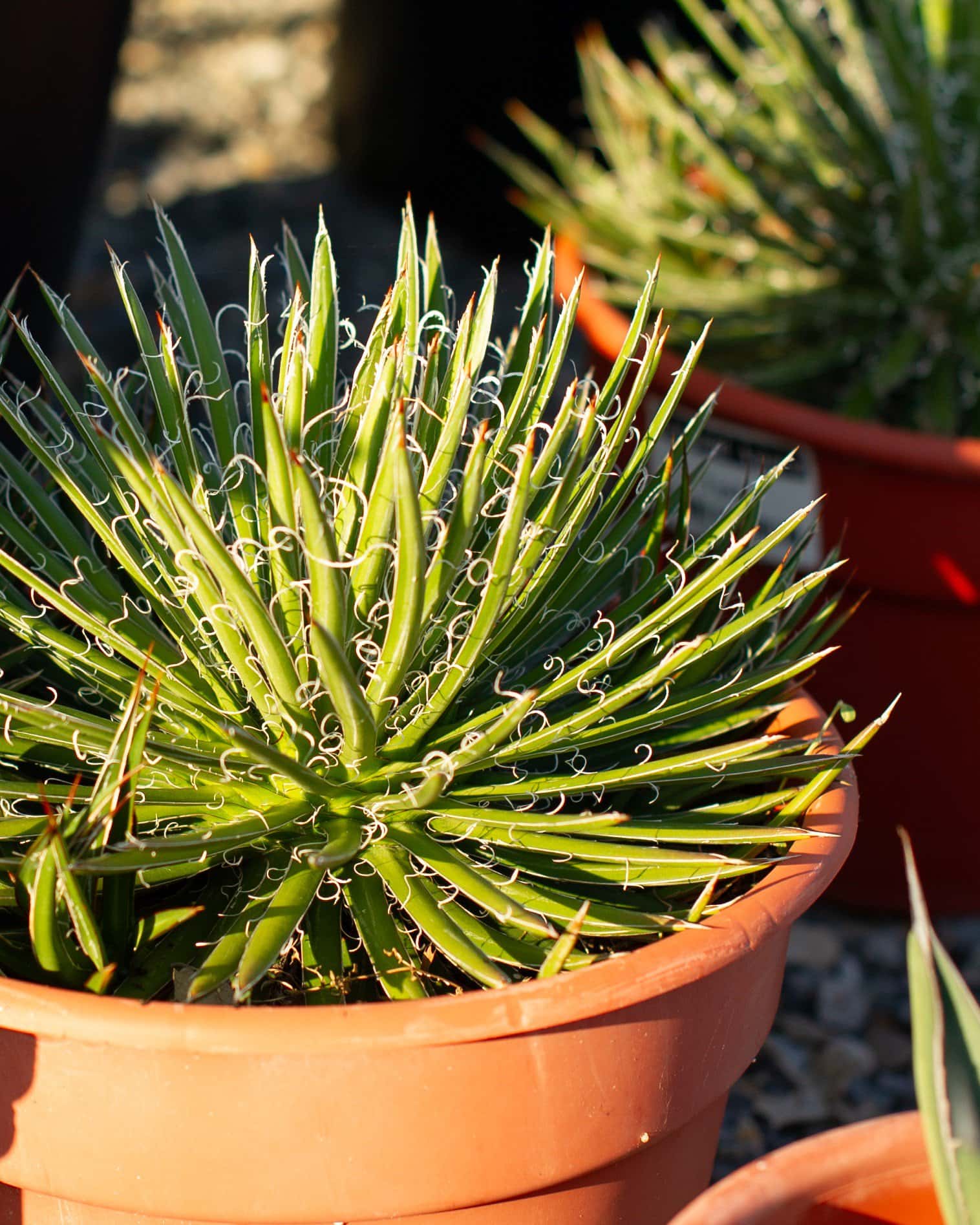 Leopold Agave - Image 4