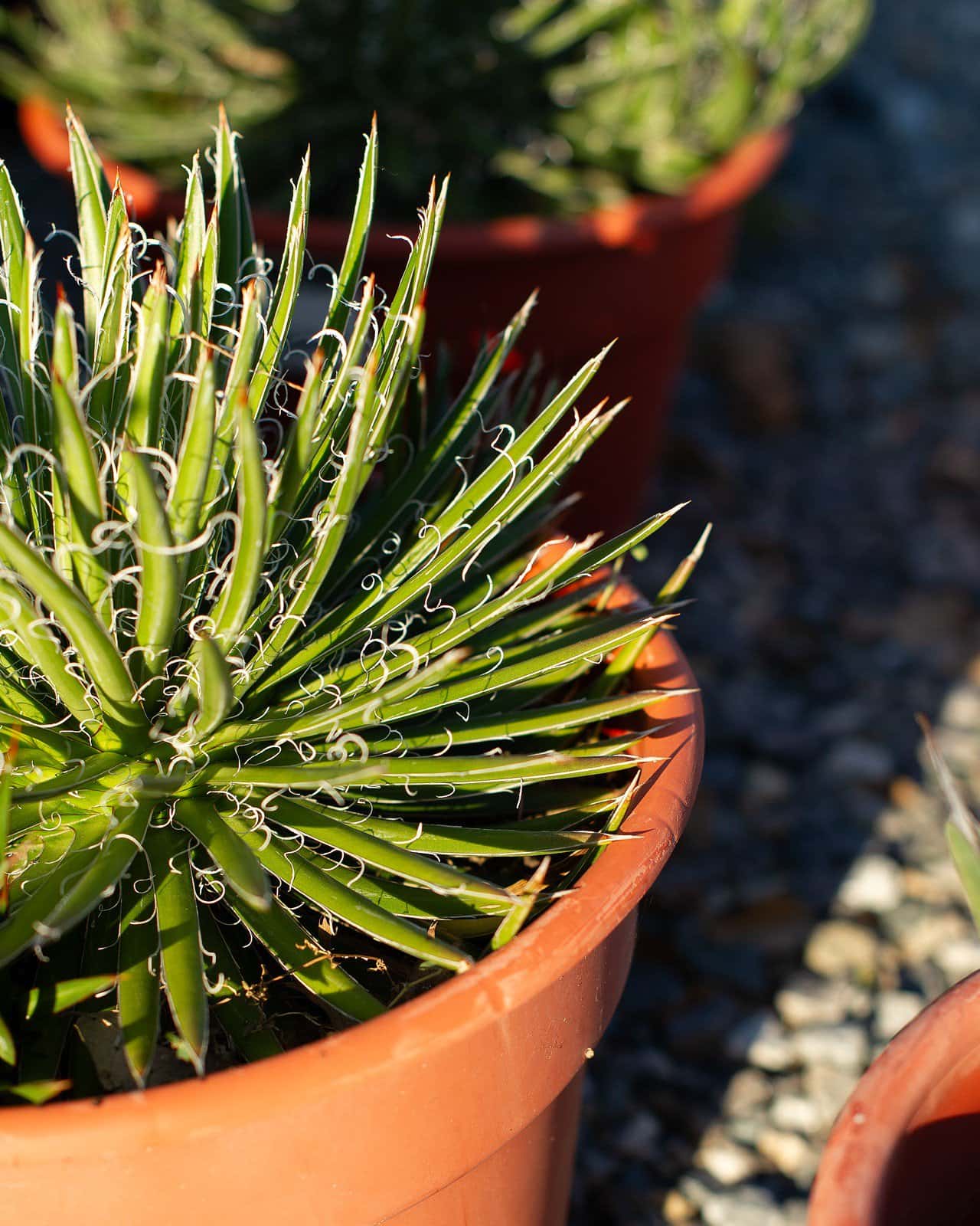 Leopold Agave - Image 5