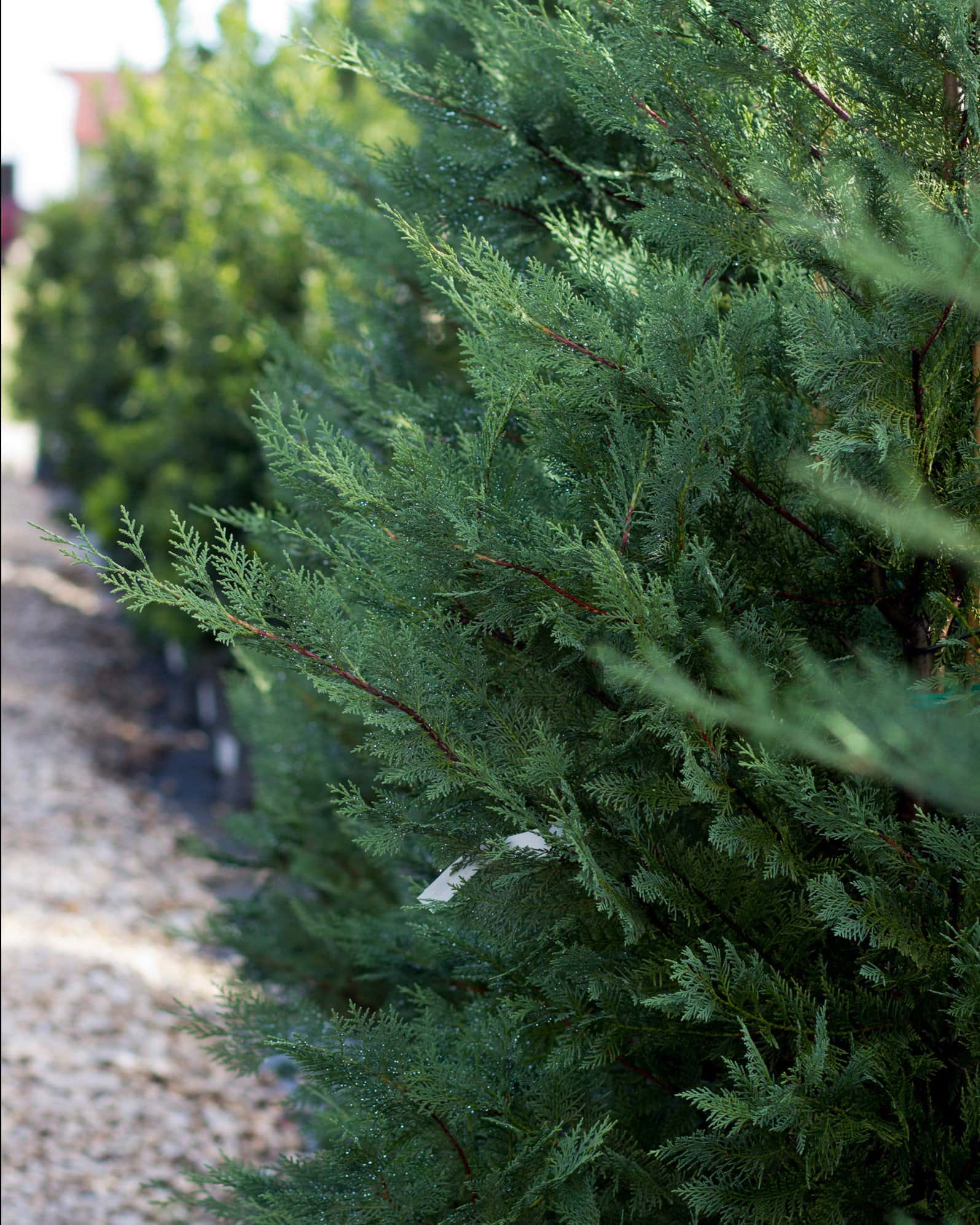 Leyland Cypress Murray - Image 5