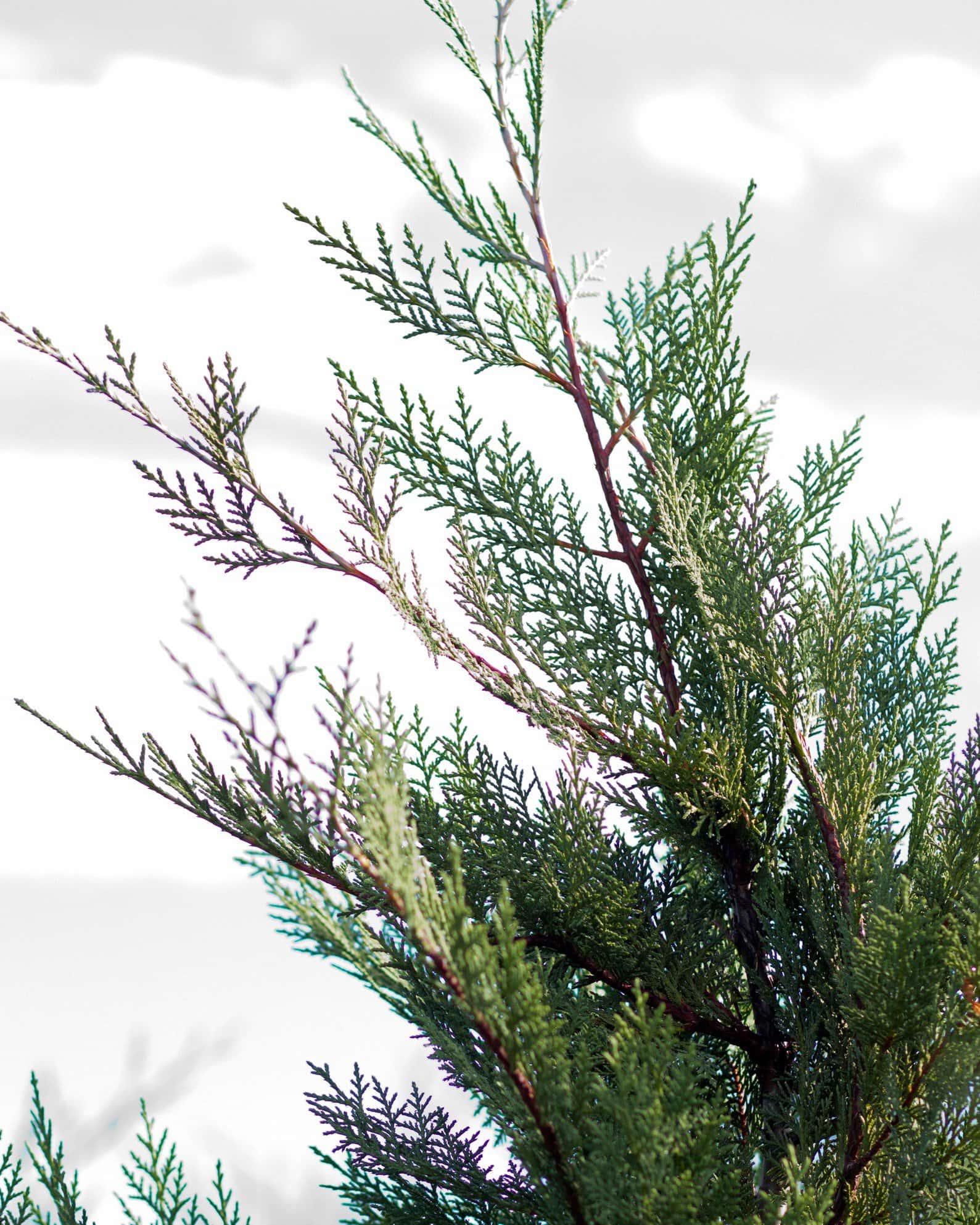 Leyland Cypress Murray - Image 6