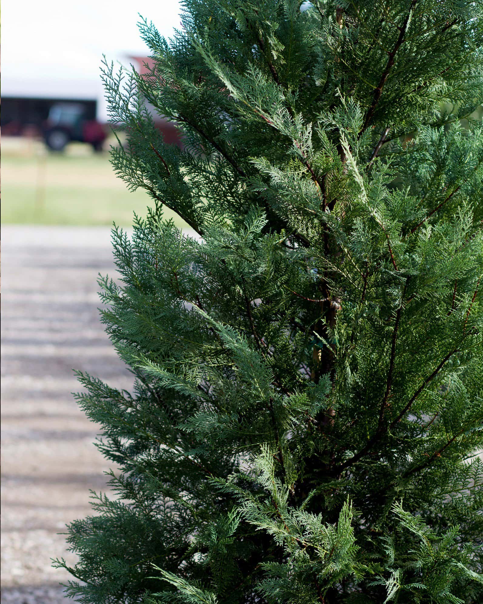 Leyland Cypress Murray - Image 7