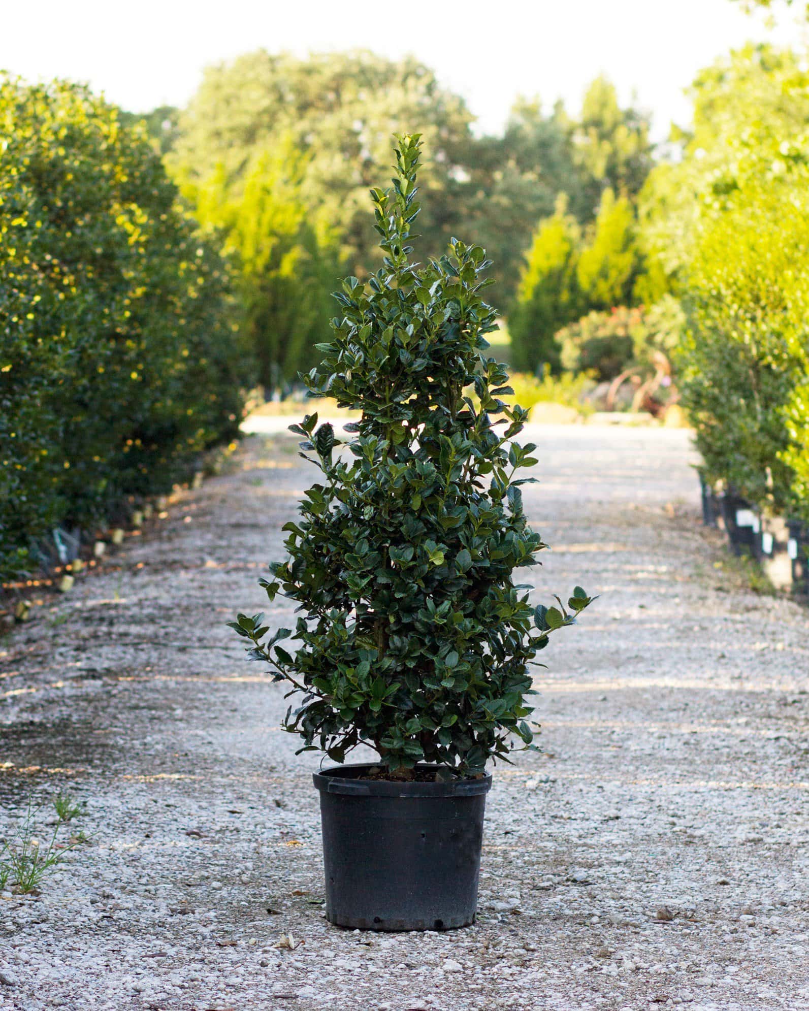Liberty Holly - Main Image