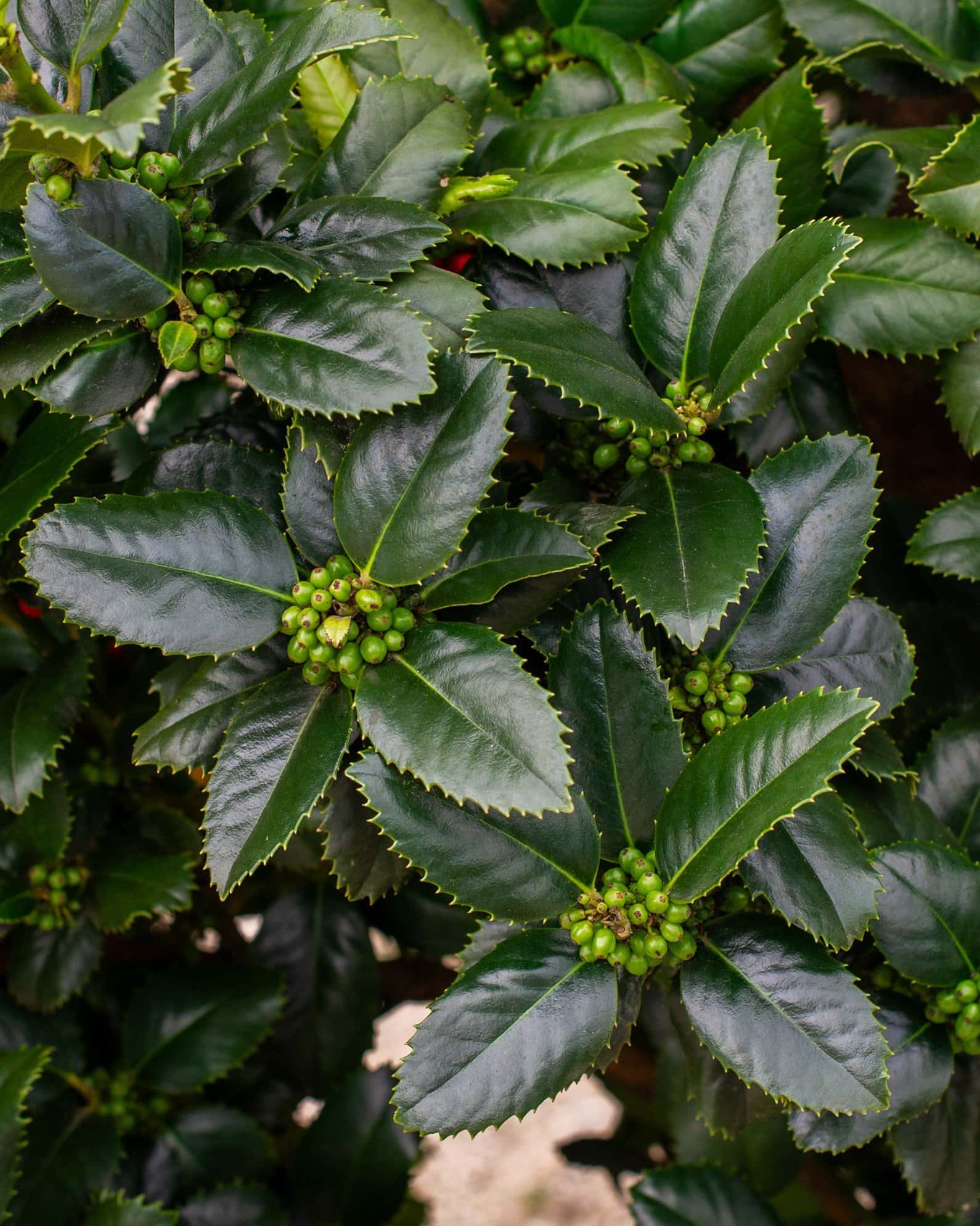 Liberty Holly - Image 1