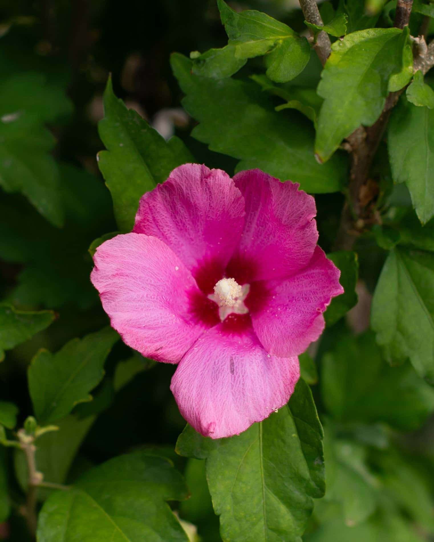 Lil' Kim Red Althea - Image 6