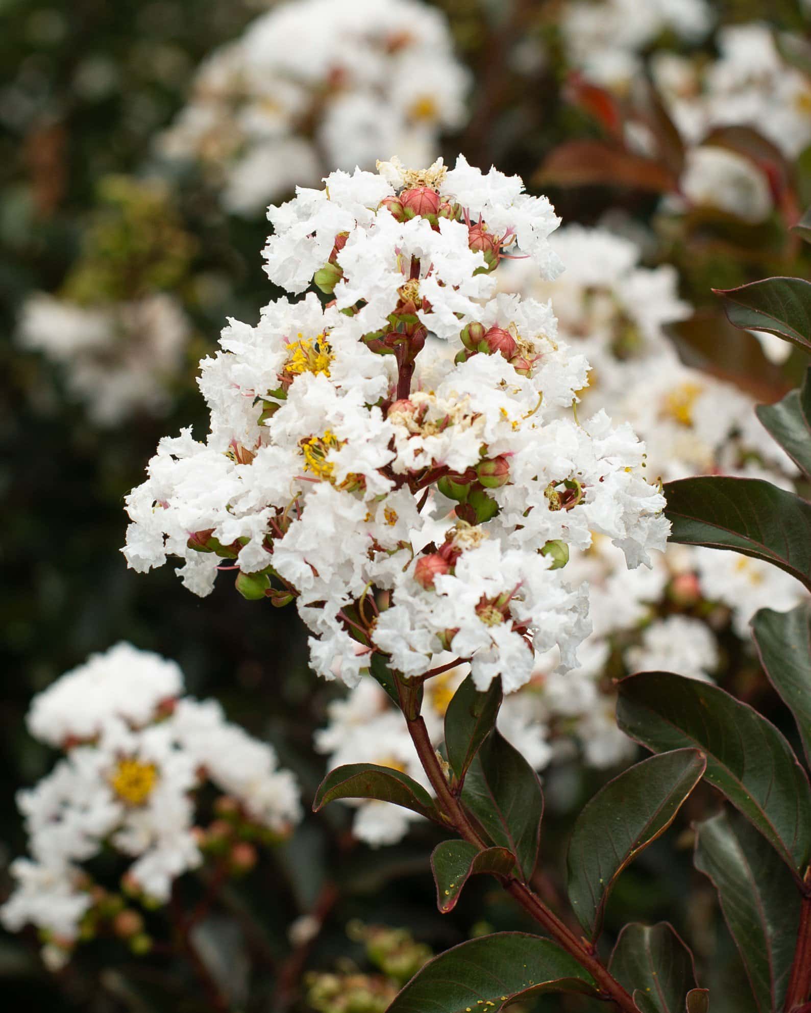 Like a Latte Crape Myrtle - Main Image