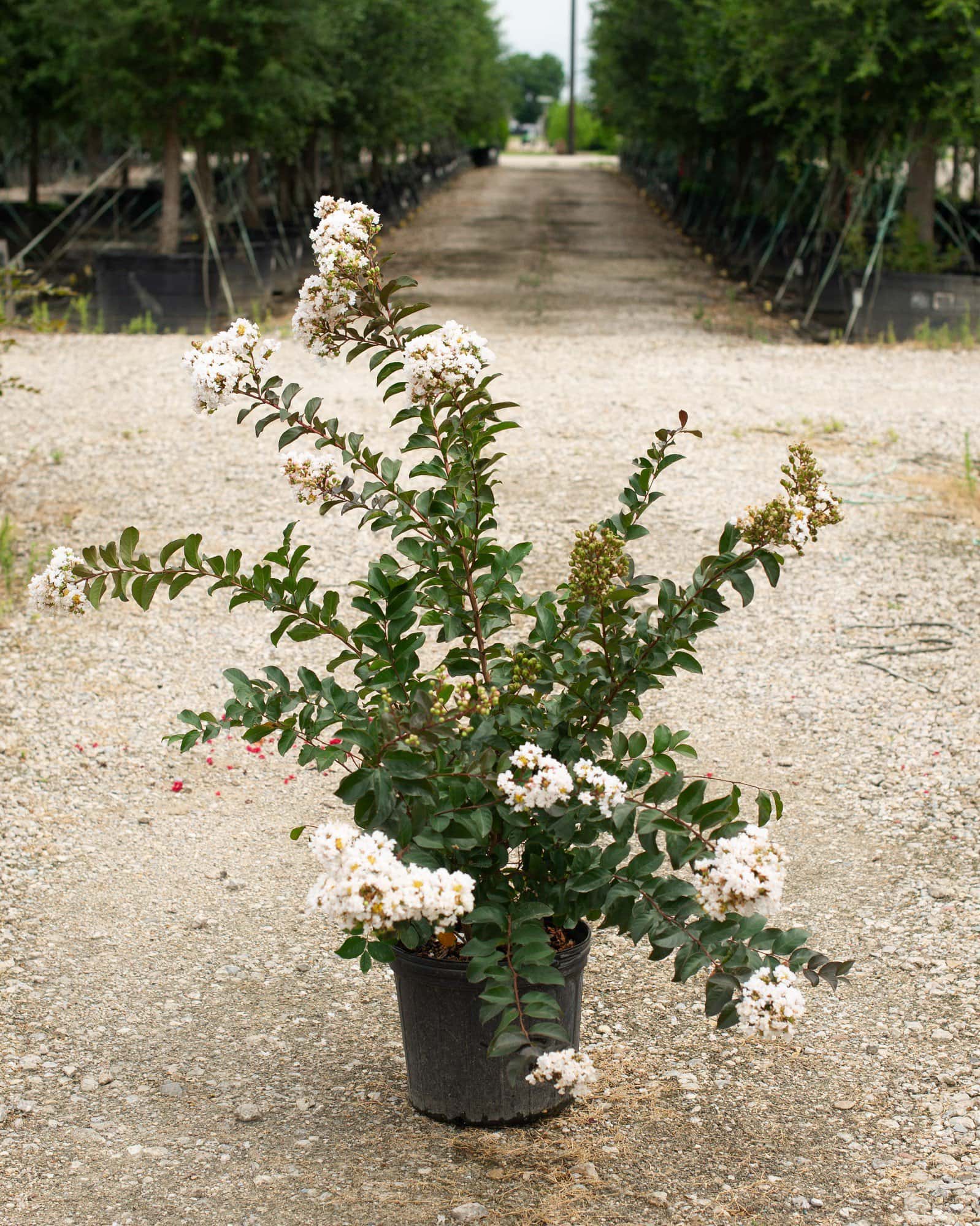 Like a Latte Crape Myrtle - Image 1