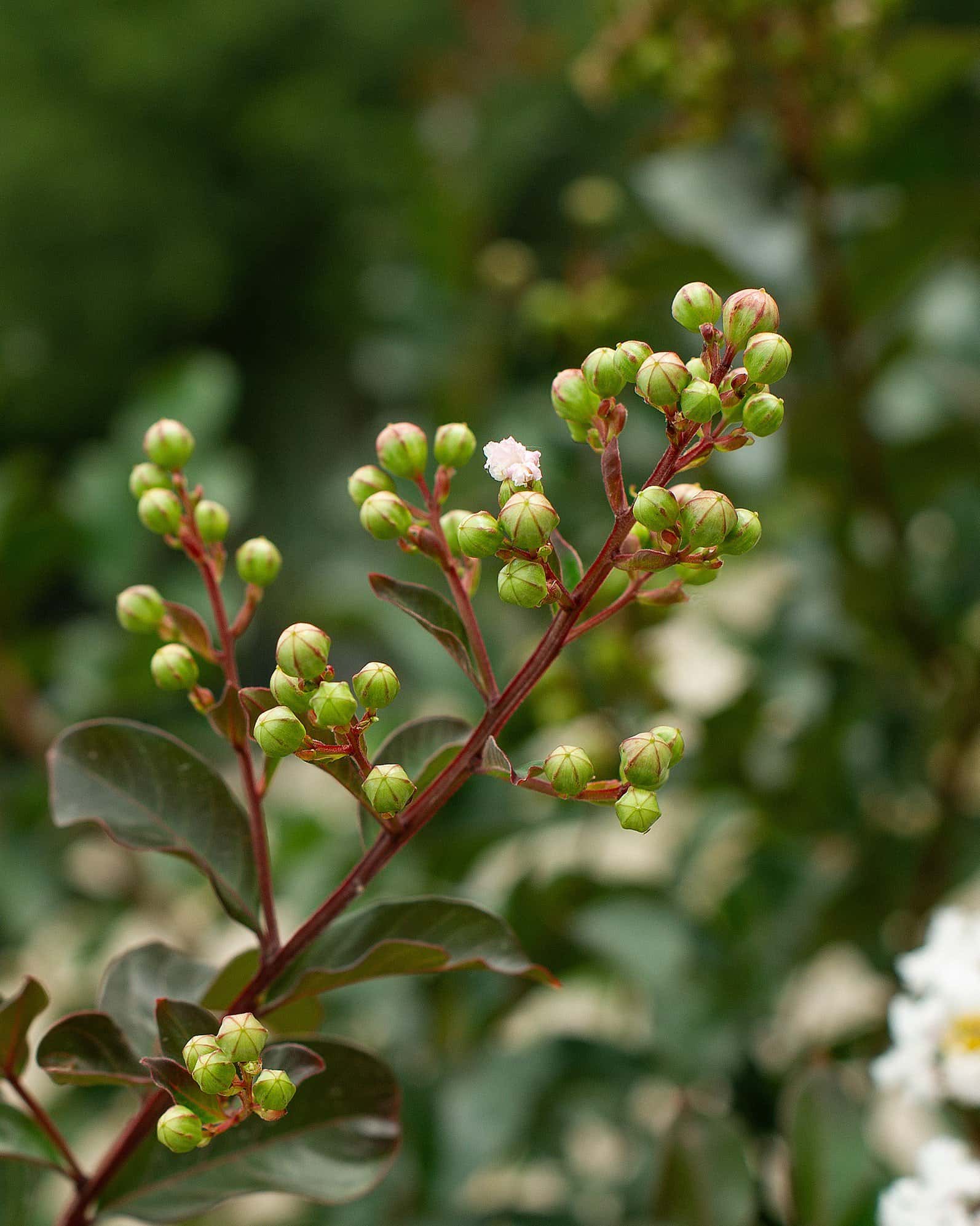 Like a Latte Crape Myrtle - Image 6