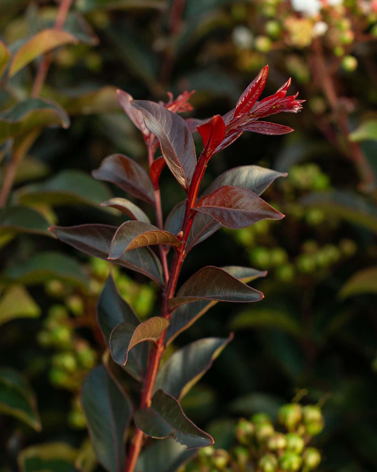 Like a Latte Crape Myrtle - Image 7