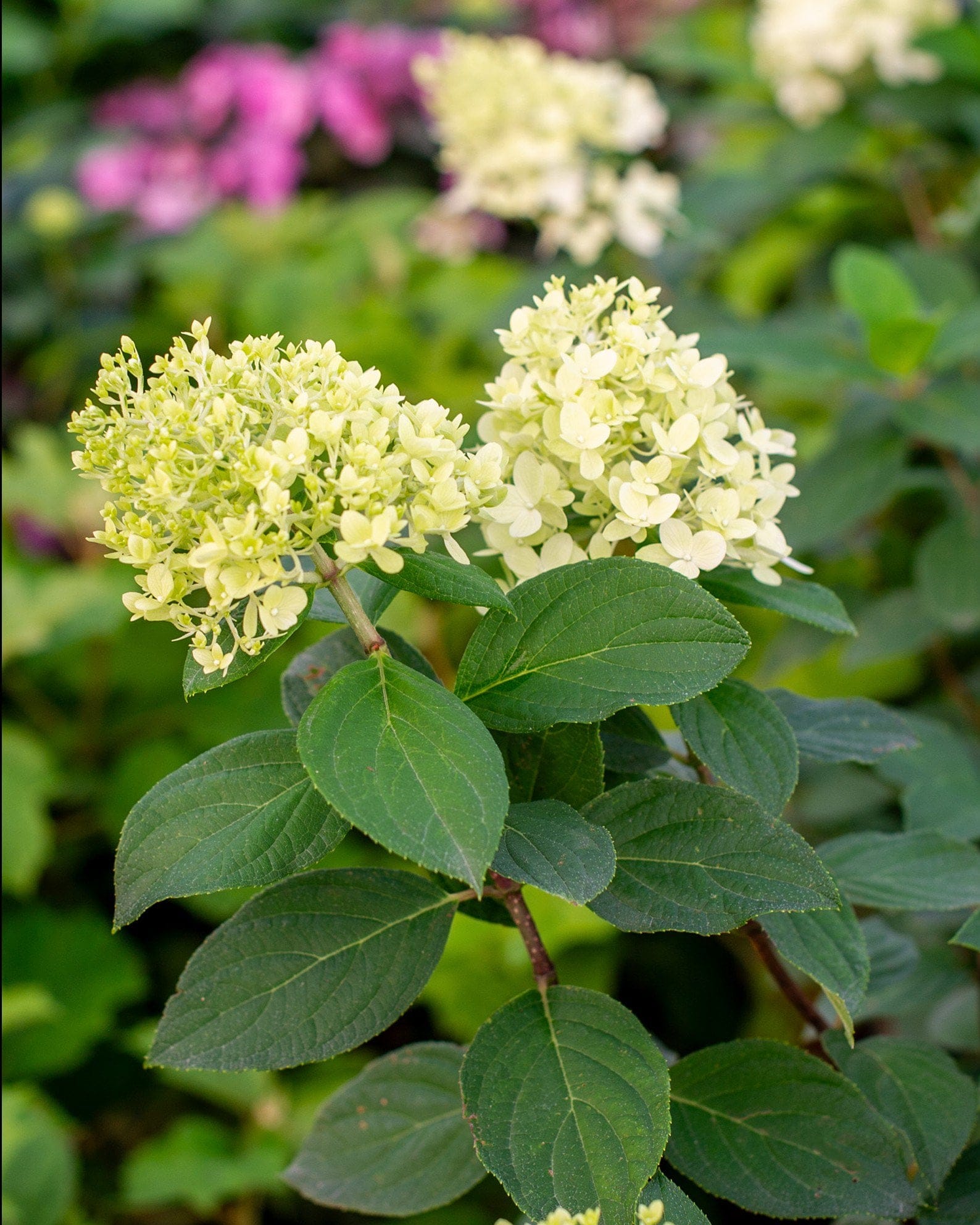 Limelight Hydrangea