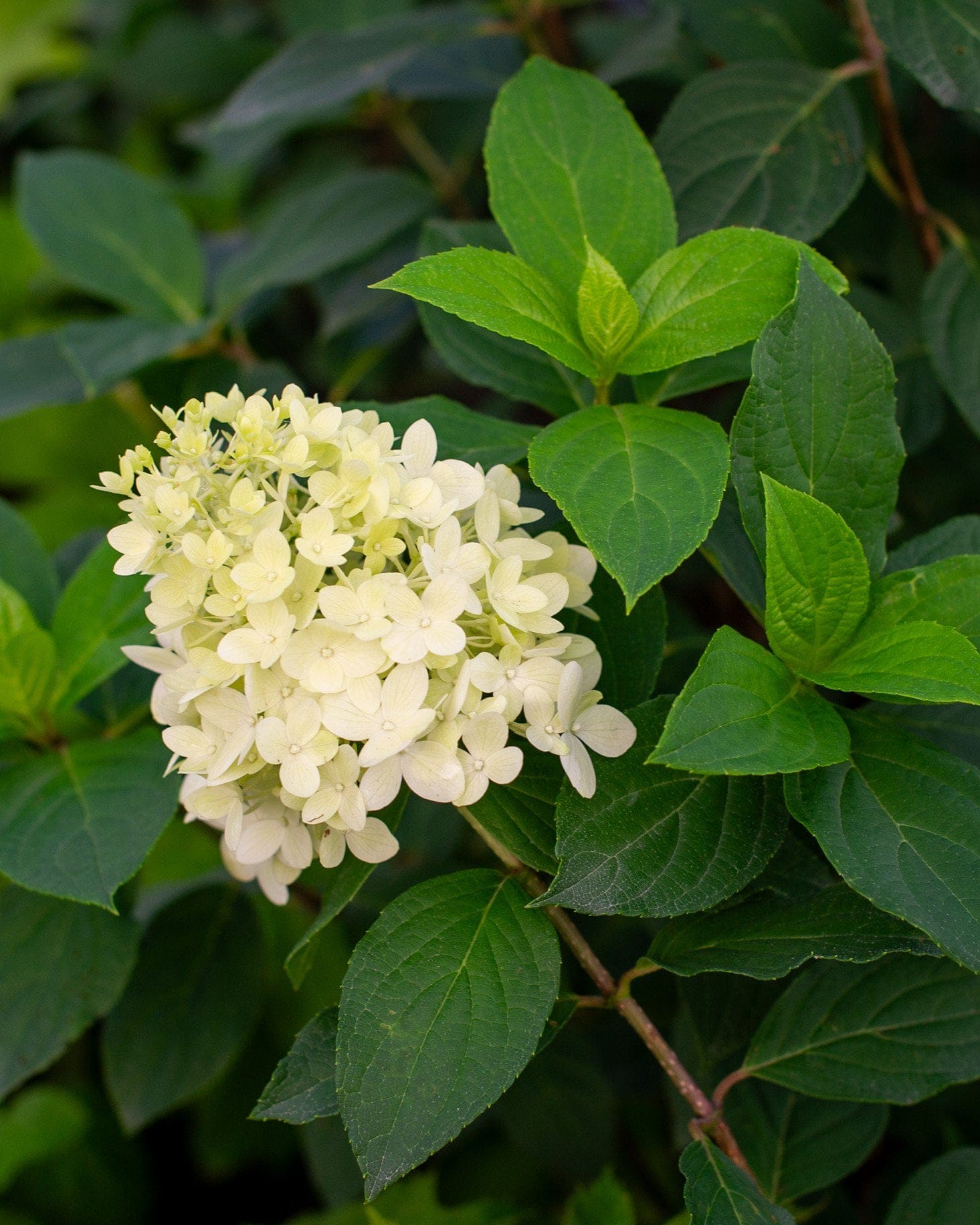 Limelight Hydrangea - view 2