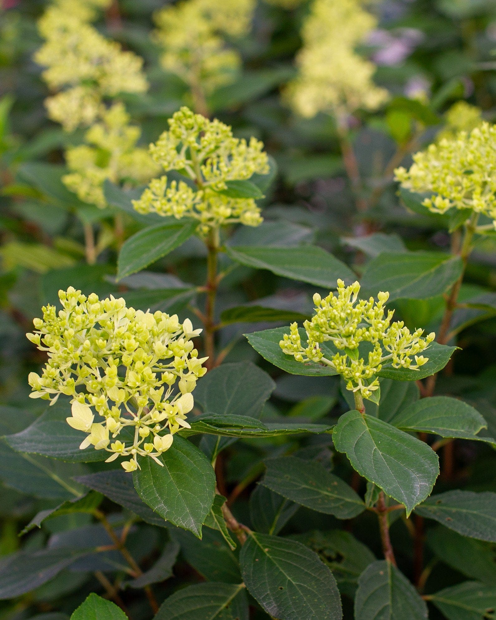 Limelight Hydrangea - view 3