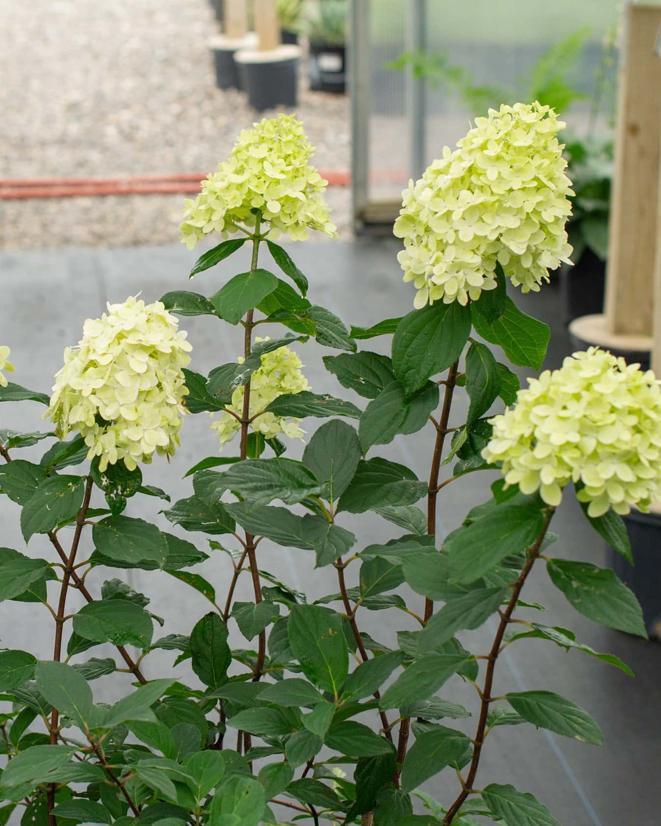 Limelight Hydrangea - Image 4
