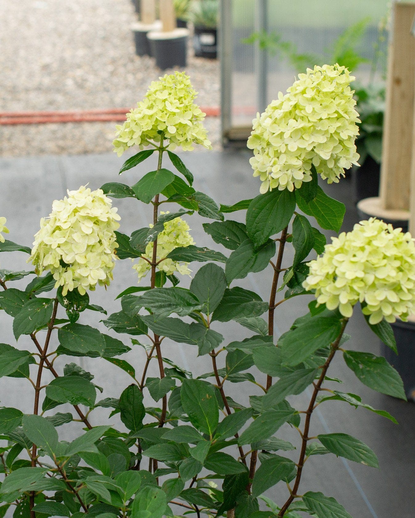 Limelight Hydrangea - view 5