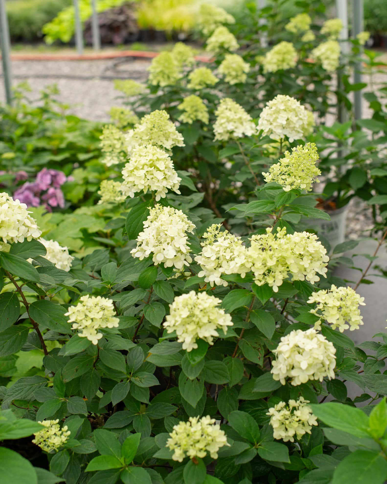Limelight Hydrangea - Image 6