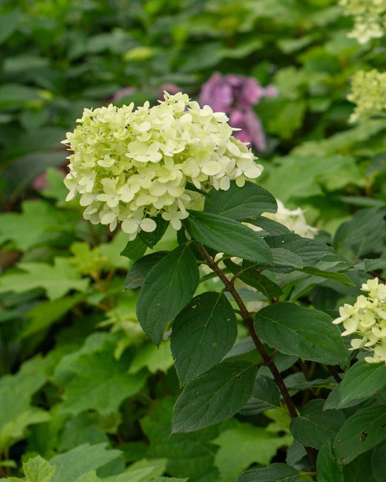 Limelight Hydrangea - Image 7