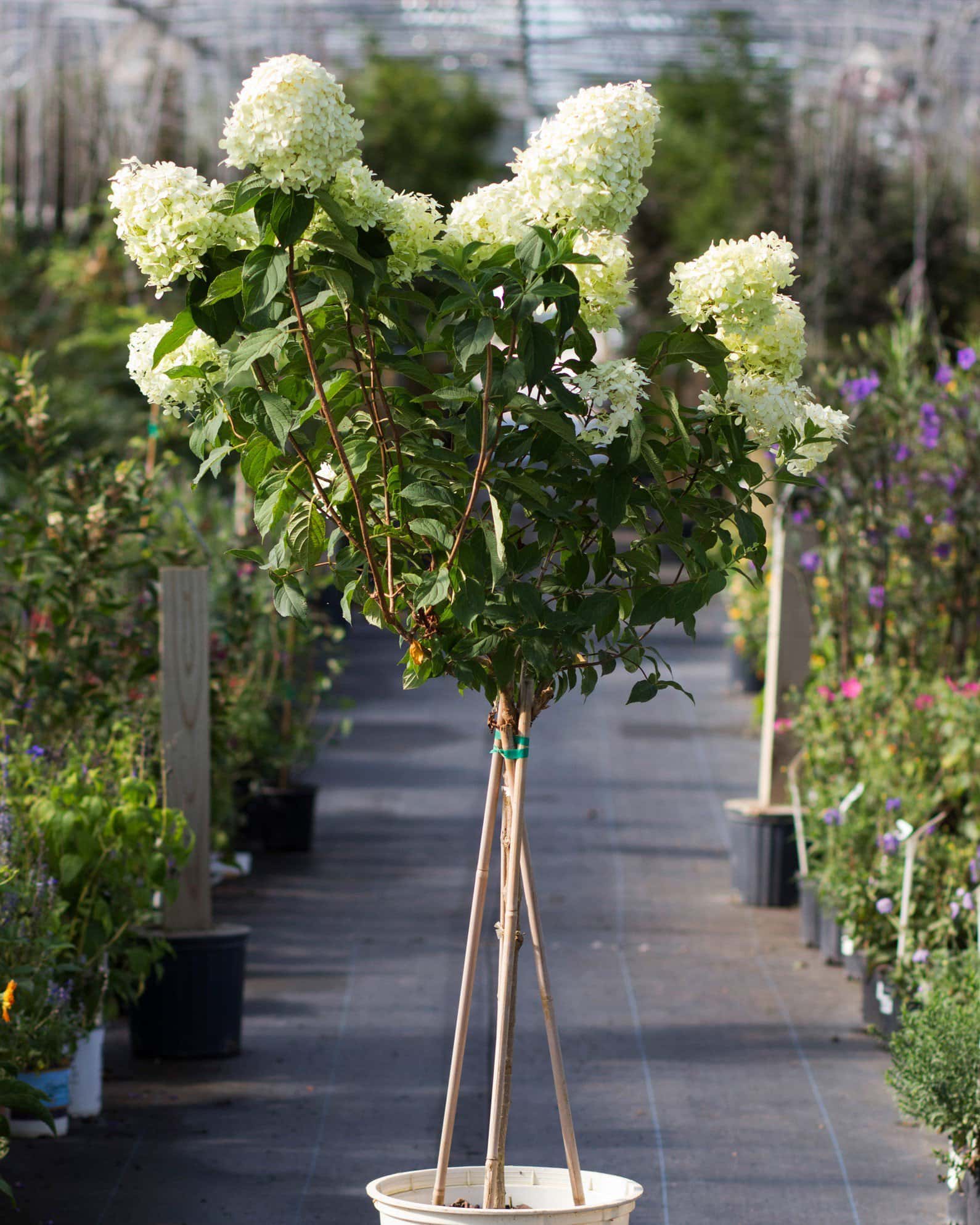 Limelight Hydrangea Tree Form - Main Image