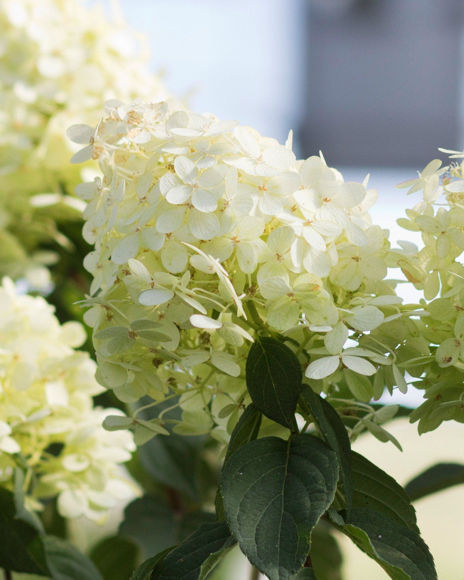 Limelight Hydrangea Tree Form - view 2