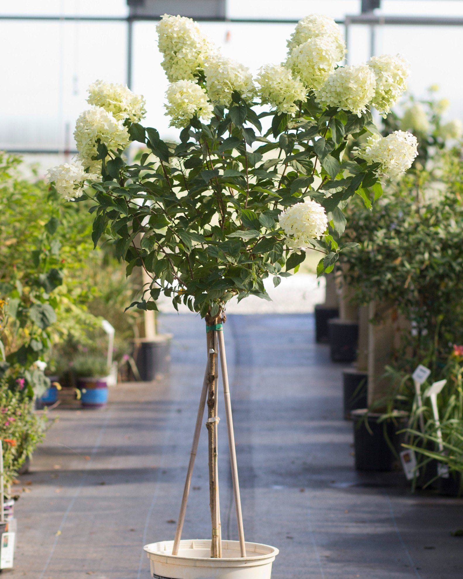 Limelight Hydrangea Tree Form - view 3