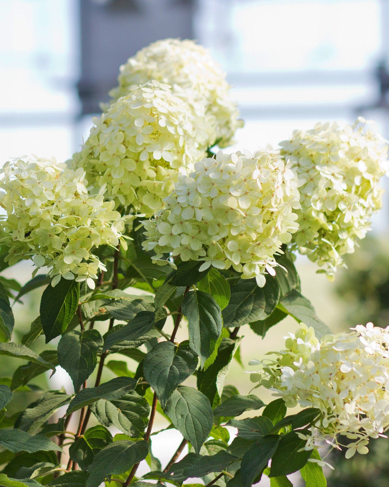 Limelight Hydrangea Tree Form - view 4