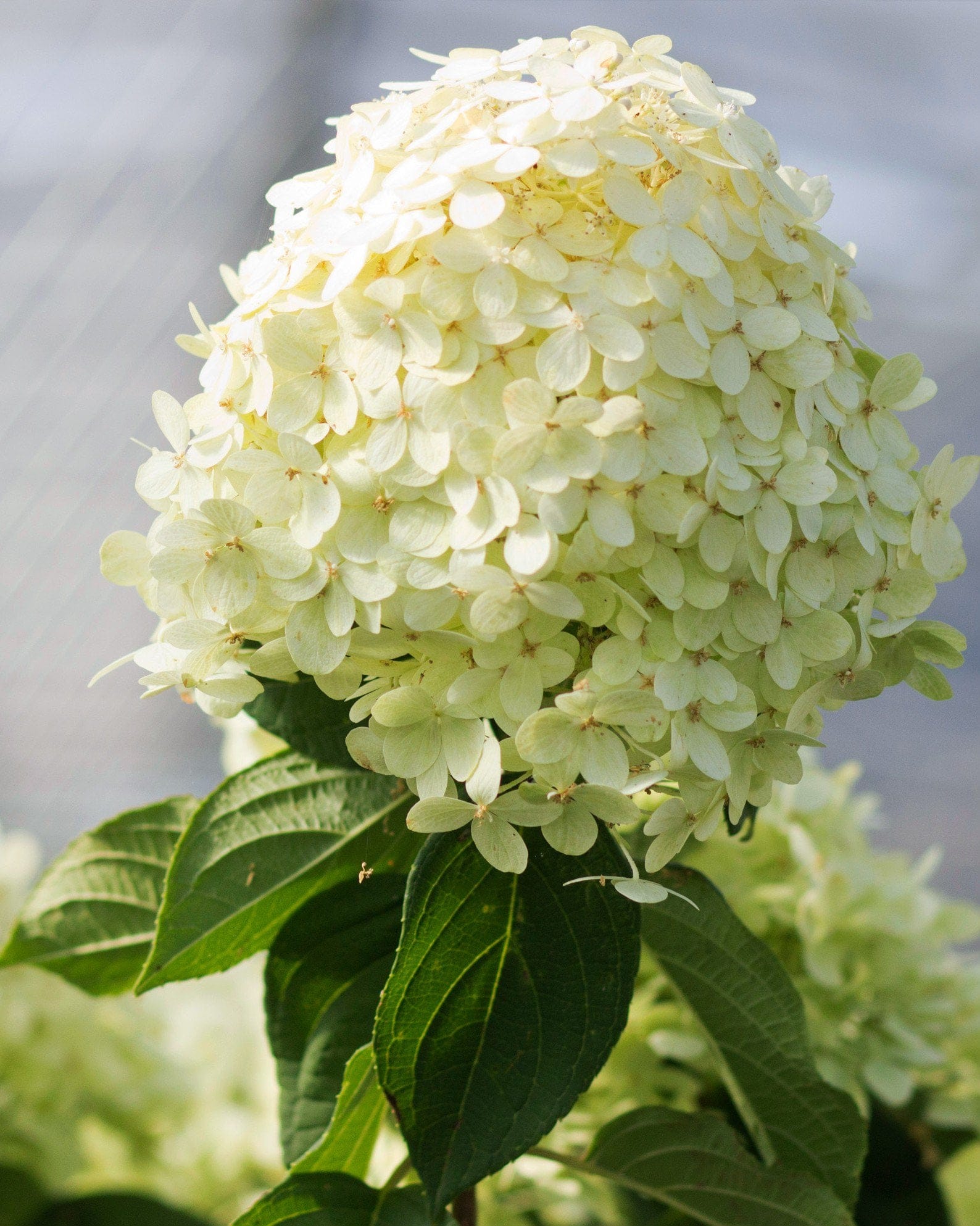 Limelight Hydrangea Tree Form - view 5