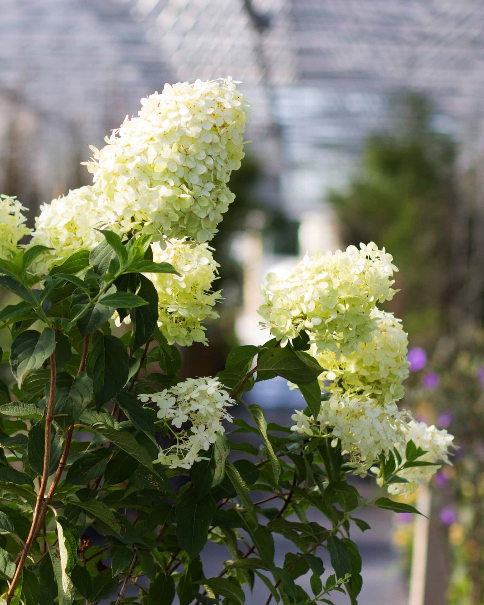 Limelight Hydrangea Tree Form - Image 5