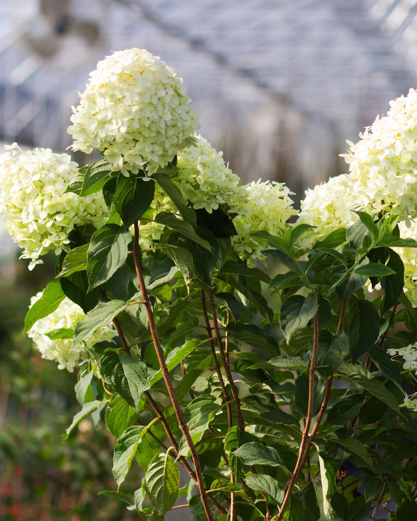 Limelight Hydrangea Tree Form - Image 6