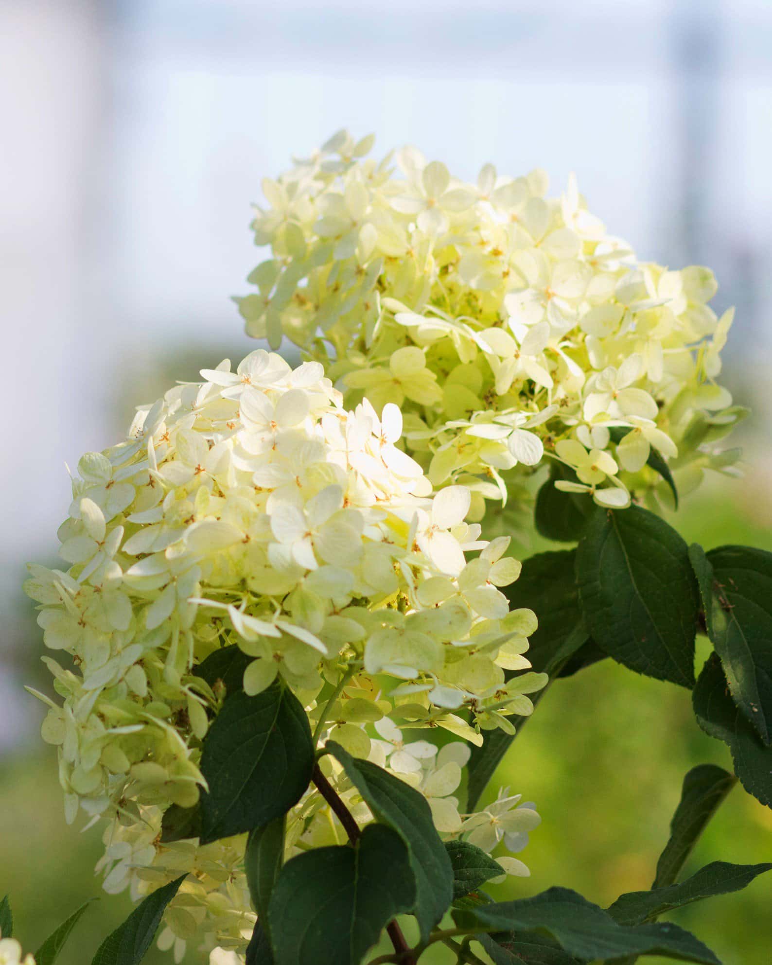 Limelight Hydrangea Tree Form - Image 7