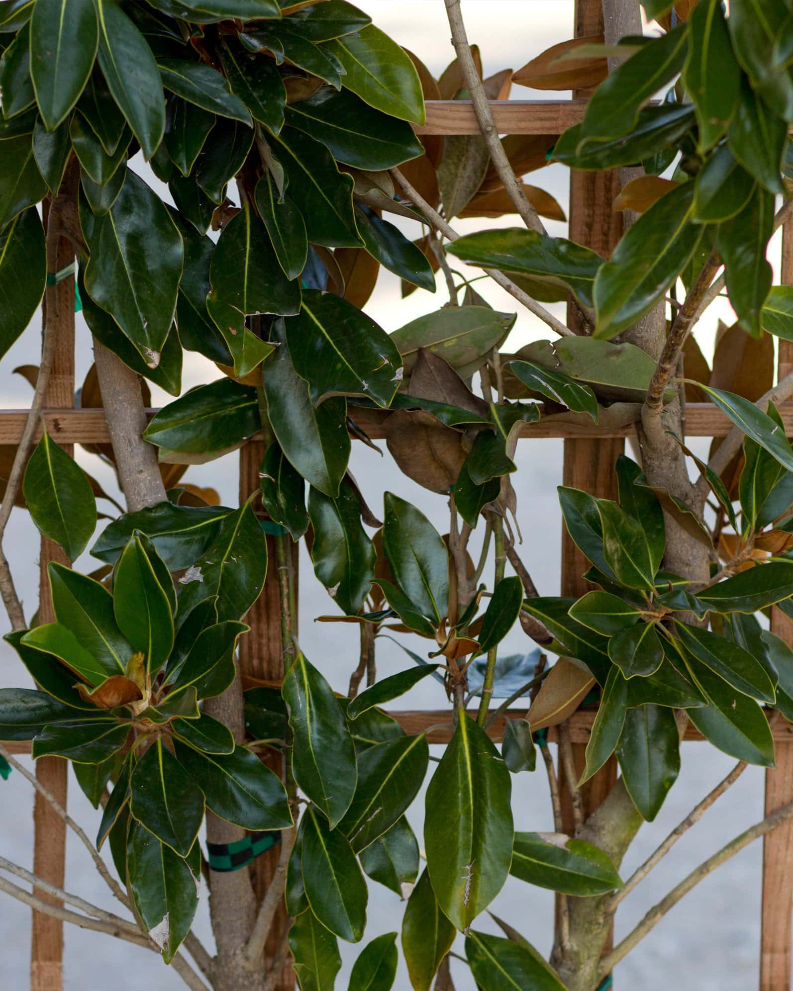 Little Gem Magnolia Espalier - Image 1