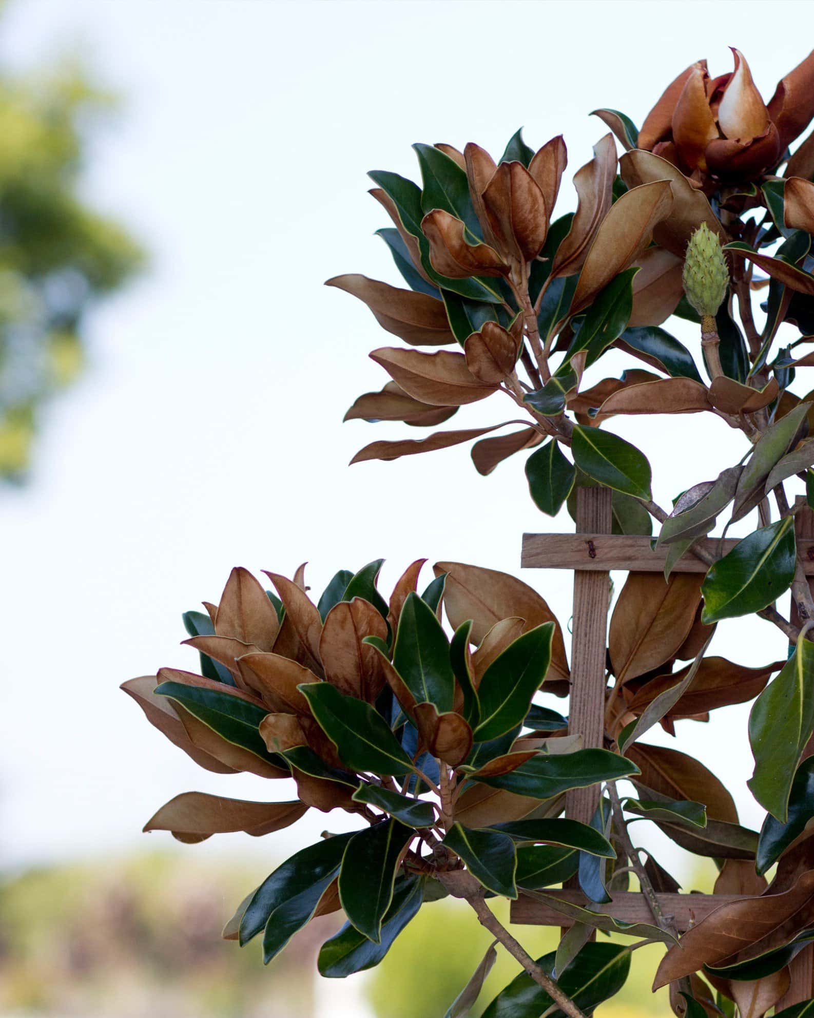 Little Gem Magnolia Espalier - Image 2