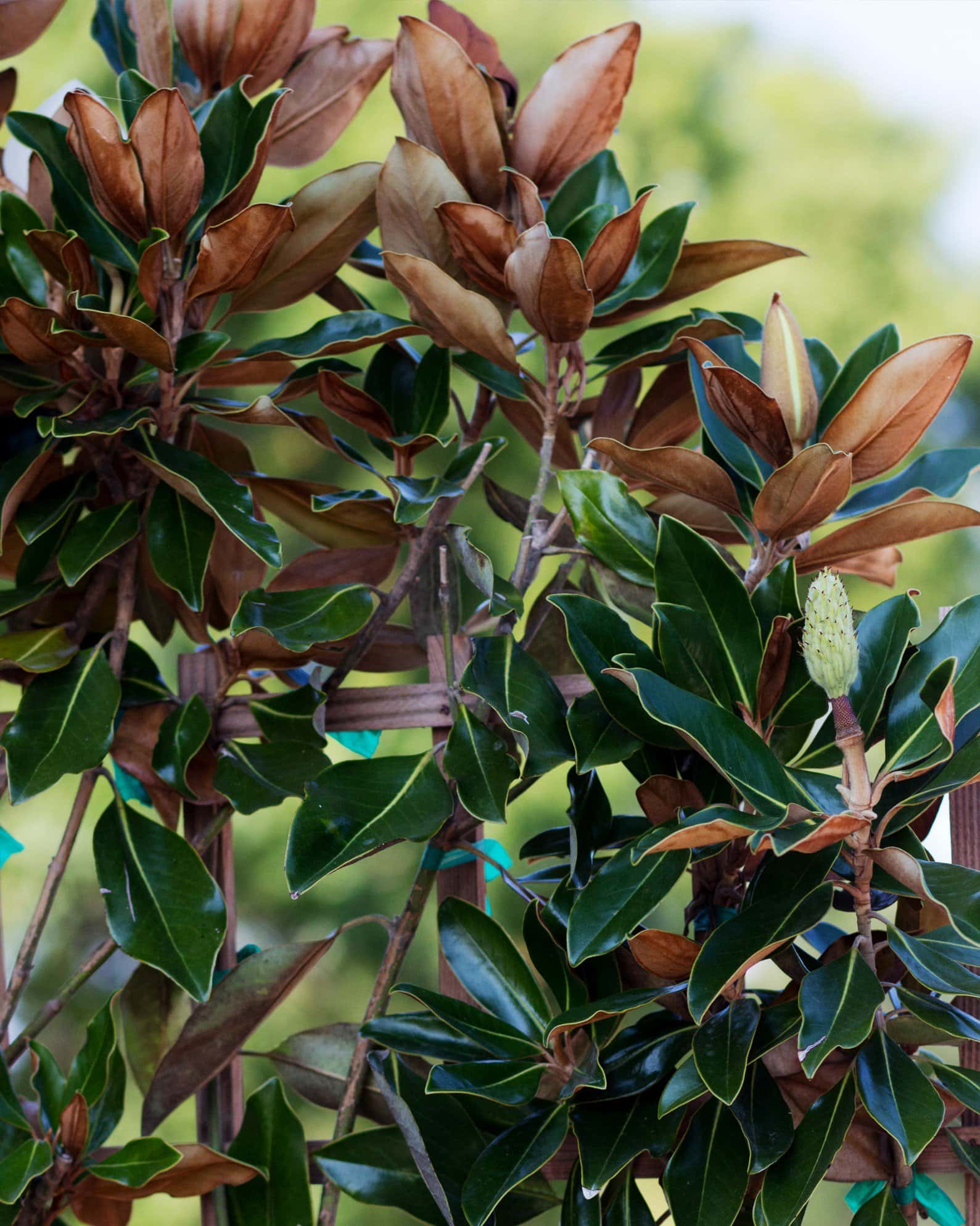 Little Gem Magnolia Espalier - Image 3