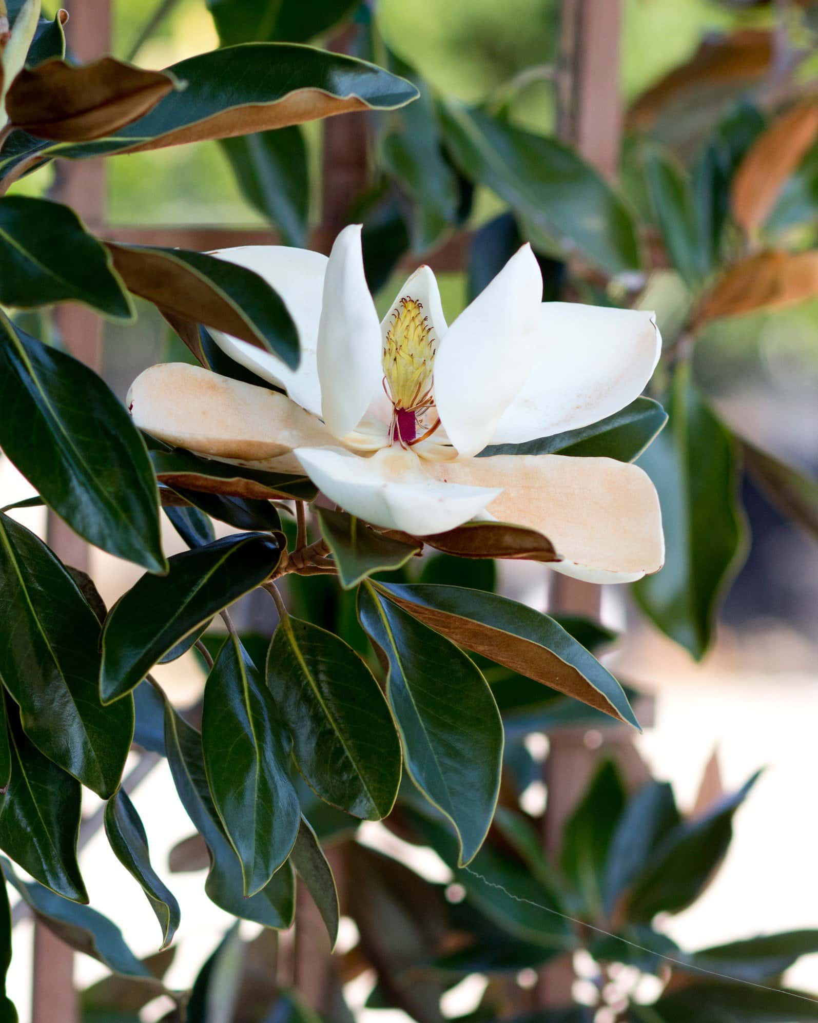 Little Gem Magnolia Espalier - Image 4
