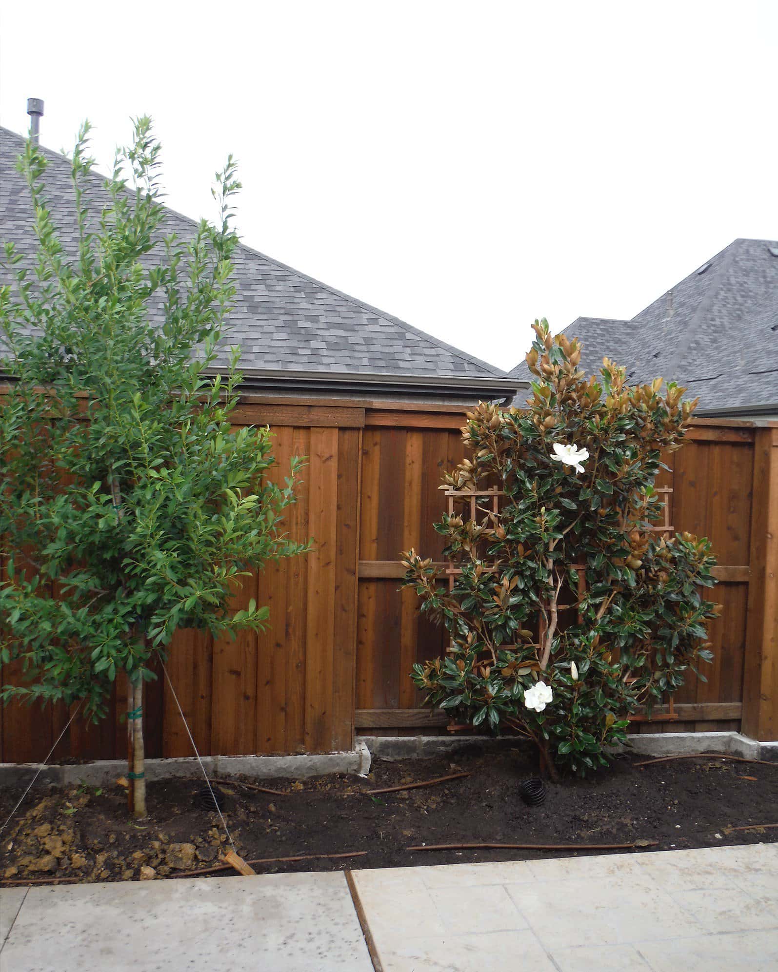 Little Gem Magnolia Espalier - Image 5