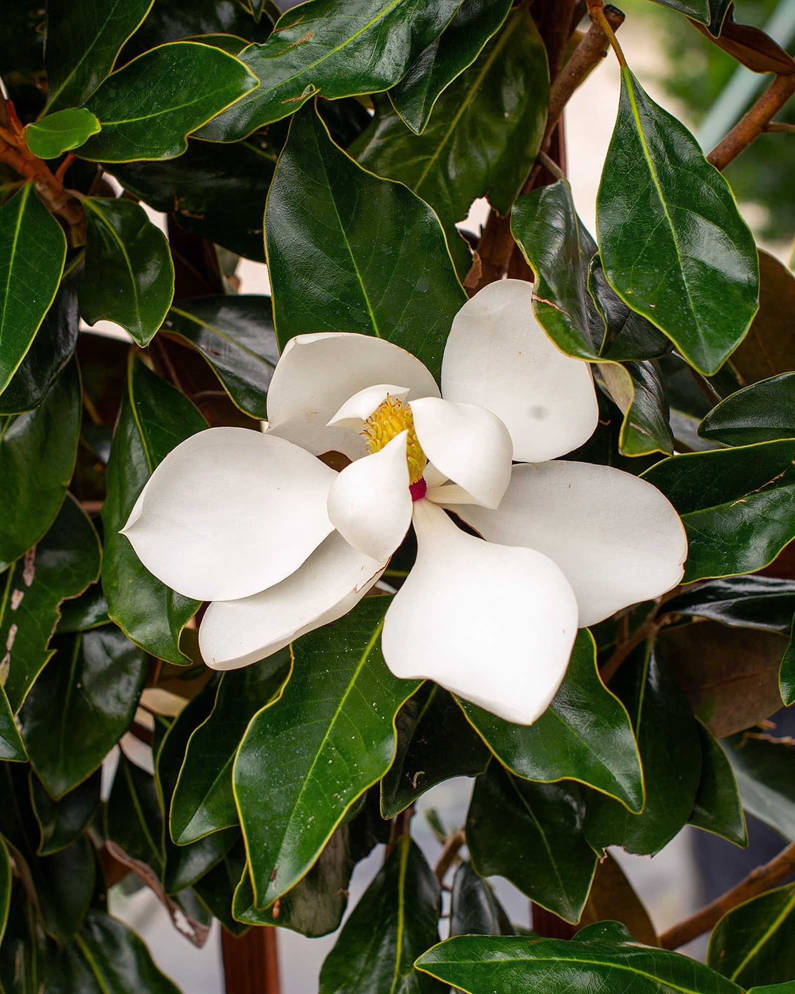Little Gem Magnolia Espalier - Image 2