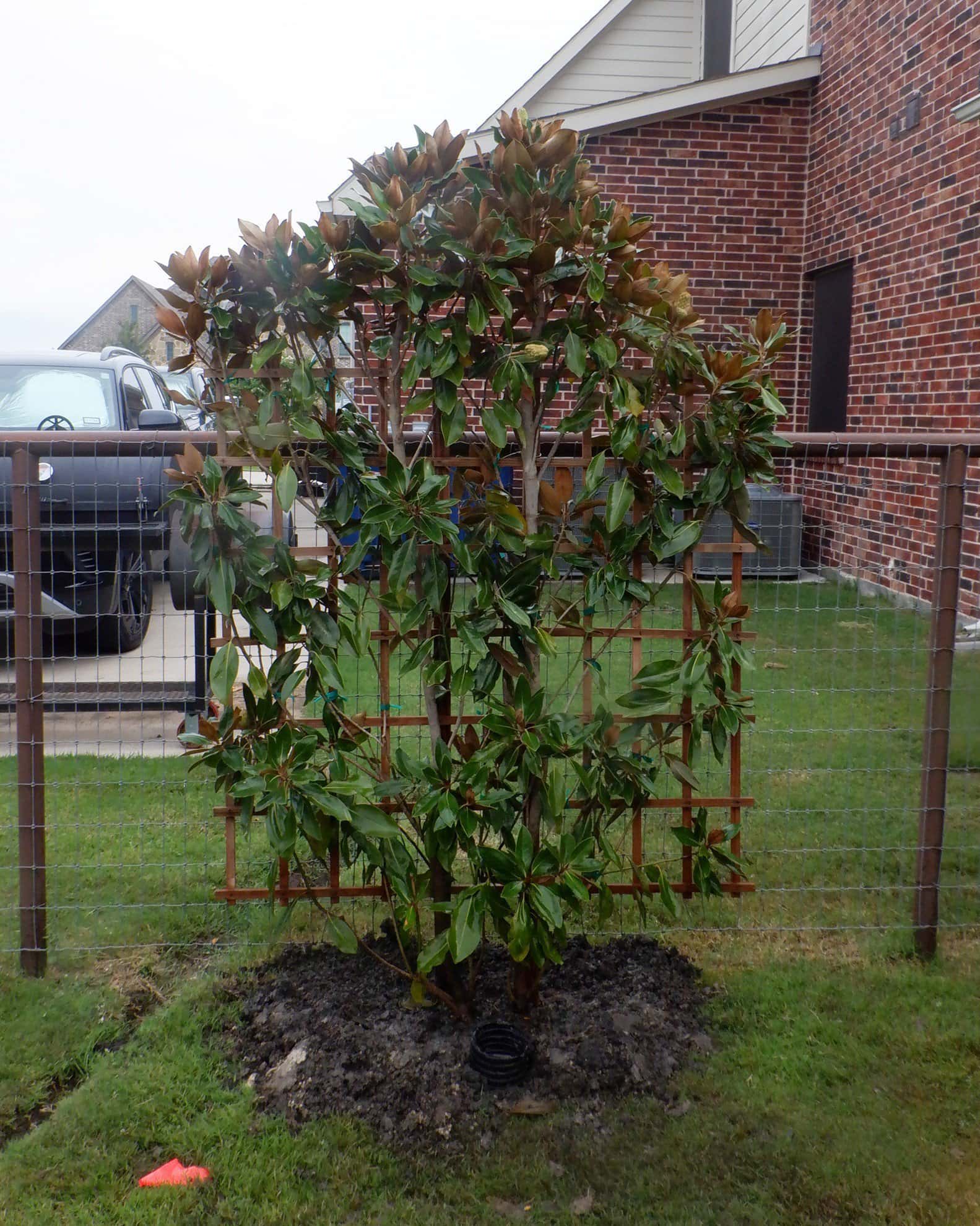 Little Gem Magnolia Espalier - Image 7