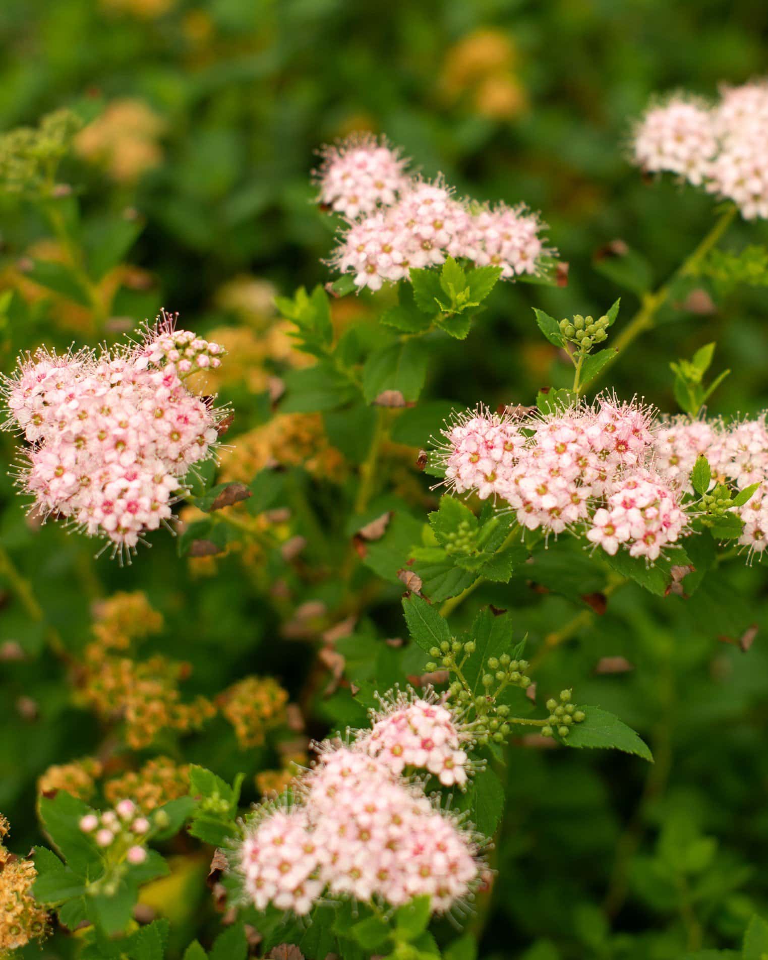 Little Princess Spirea - Main Image