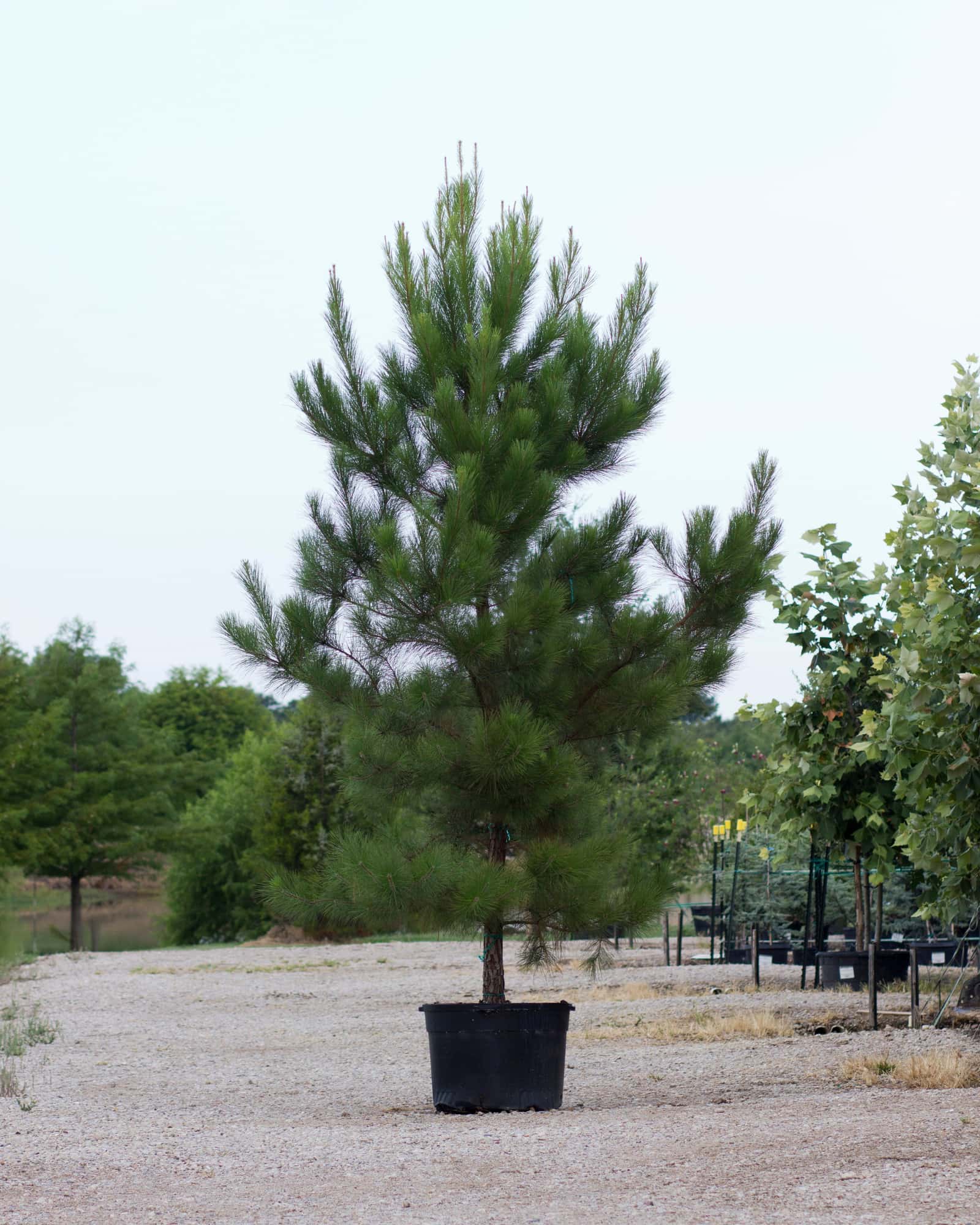 Loblolly Pine - Main Image