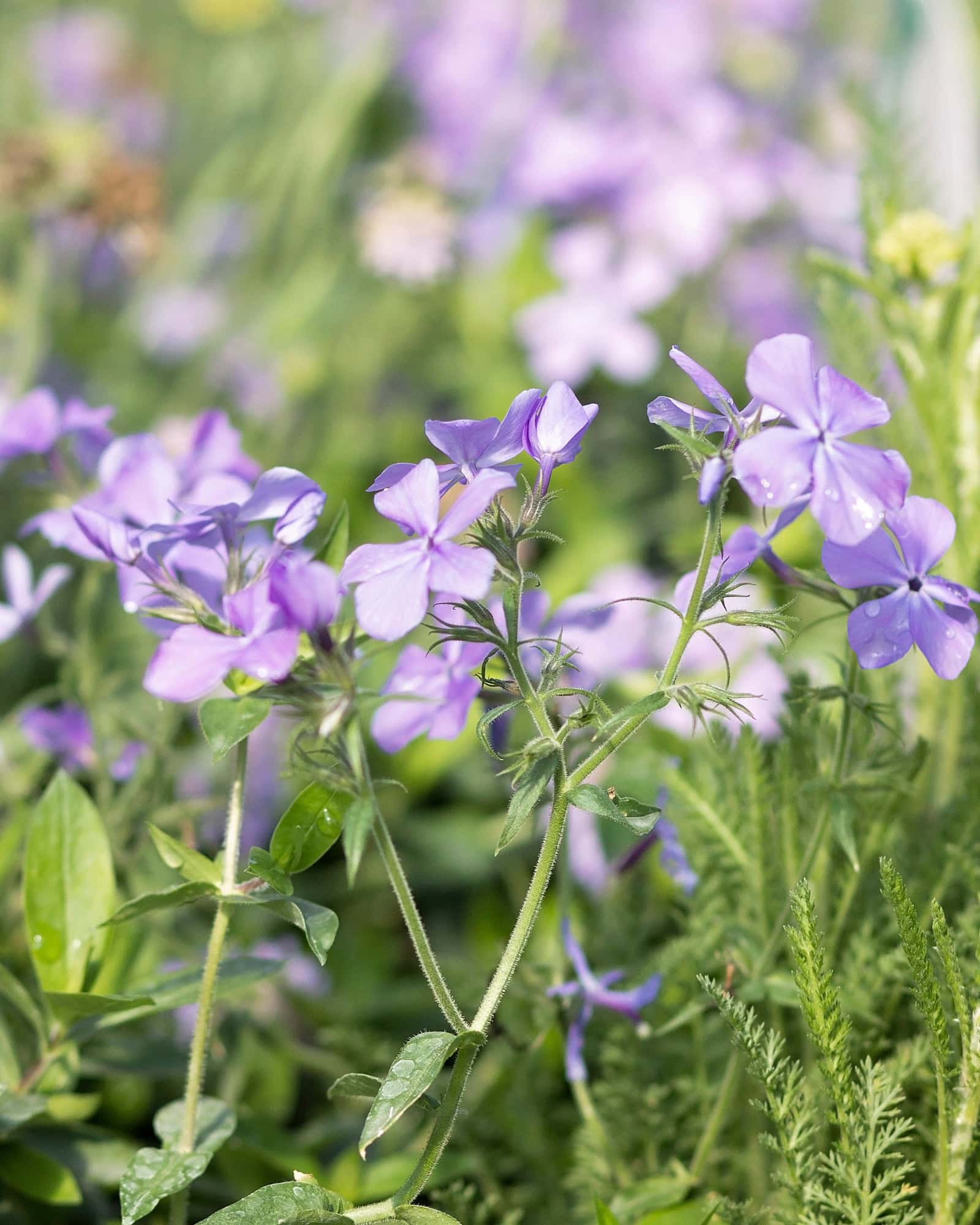Louisiana Blue Phlox - Main Image