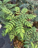 Marvel Mahonia thumbnail 1